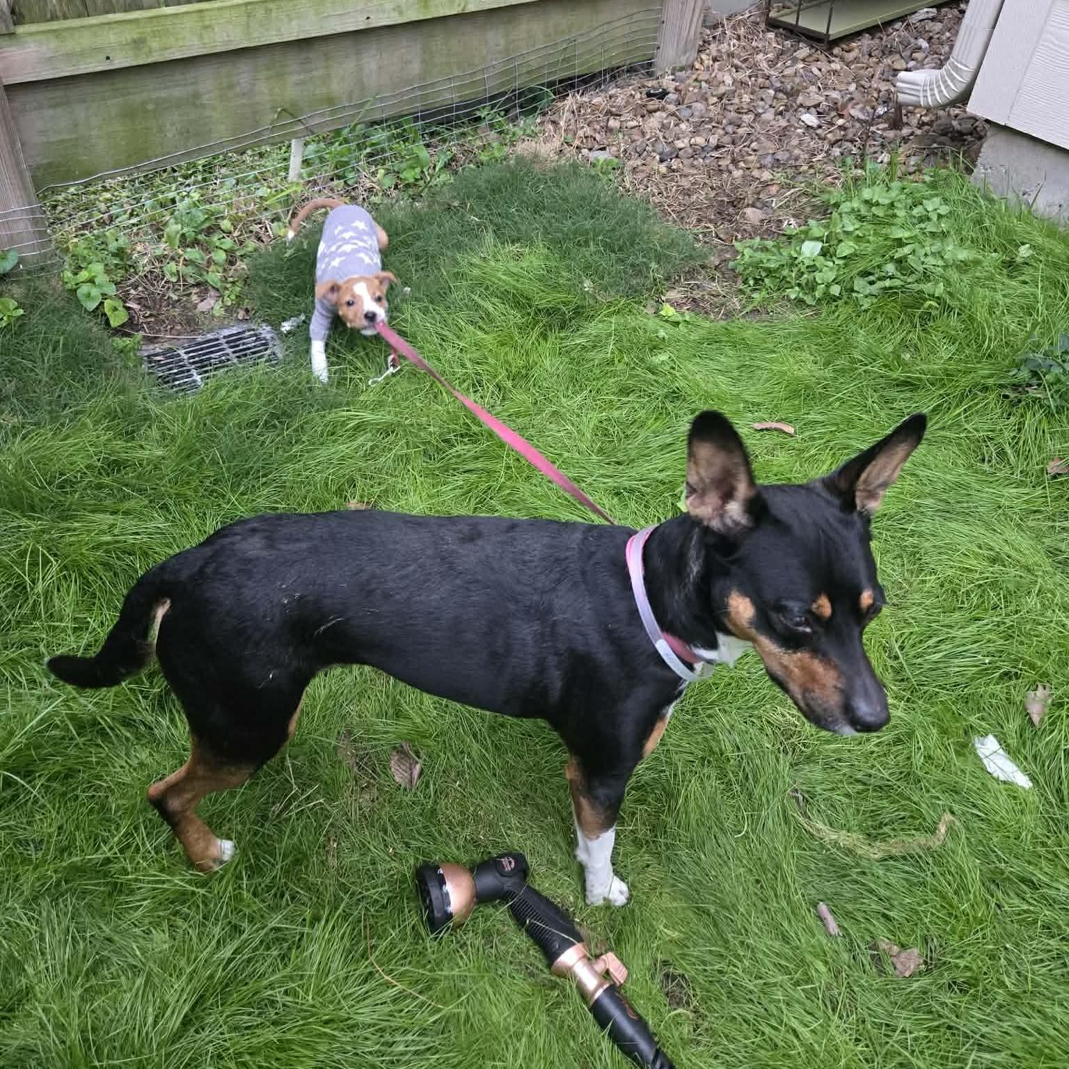 Bixby, an adopted mixed breed in Boulder, CO image 5/6