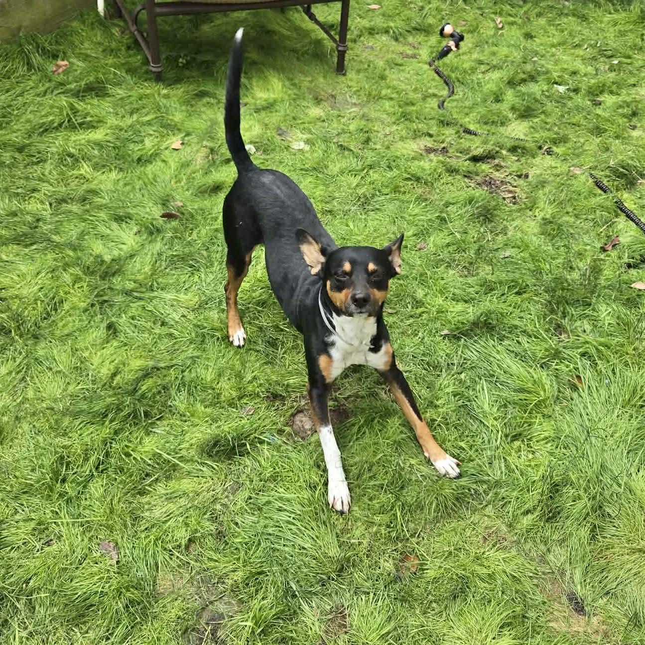 Bixby, an adopted mixed breed in Boulder, CO image 4/6