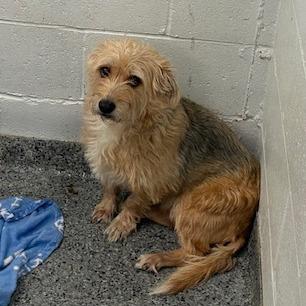 Benji, Adoptable, Adult Male Mixed Breed.
