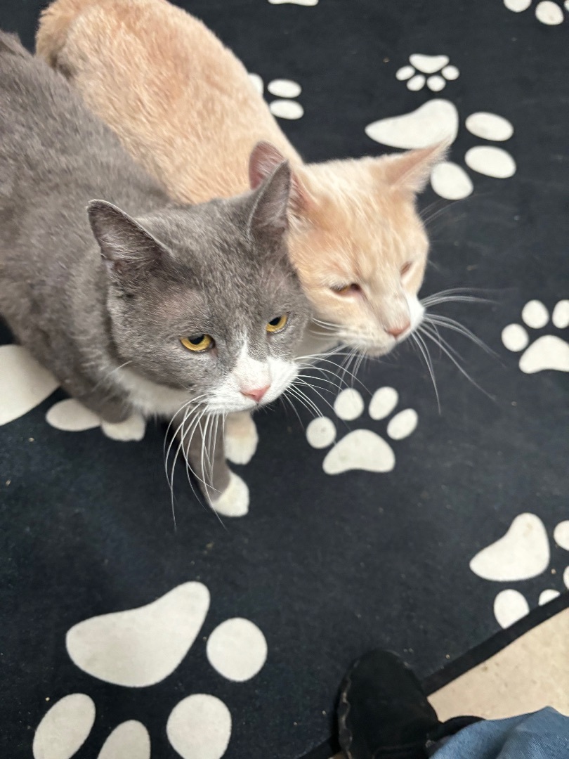 Gunther (bonded with Ross) 2