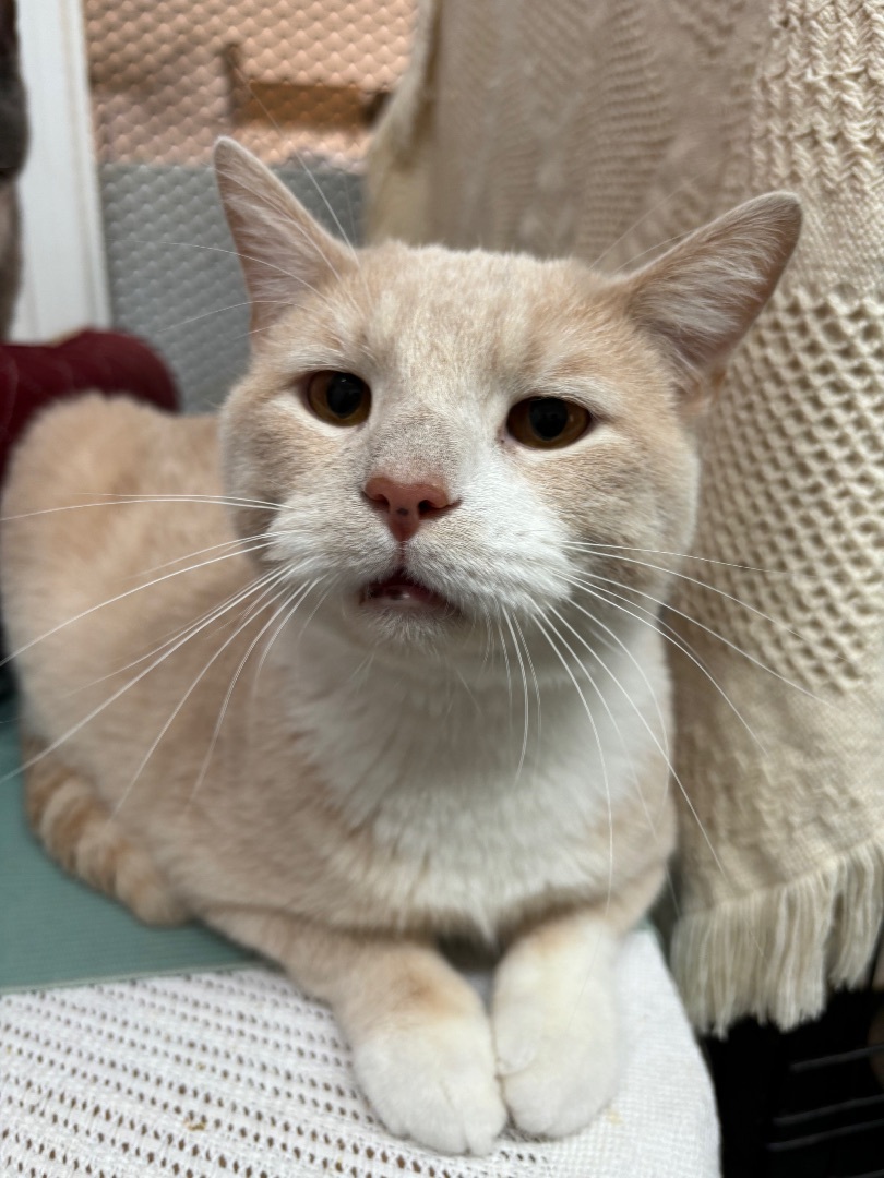 Gunther (bonded with Ross), a Adoptable Domestic Short Hair in Newton, IL image 2/6