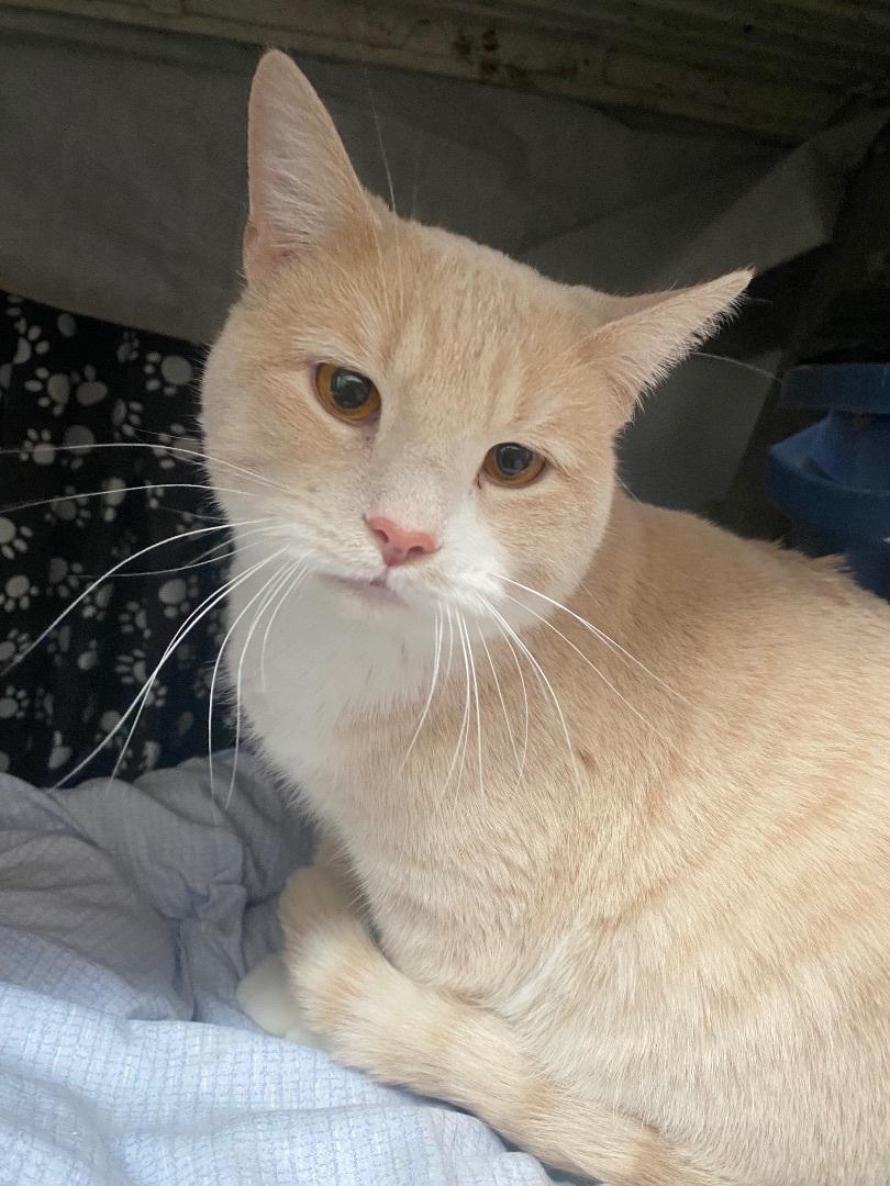 Gunther (bonded with Ross) 4
