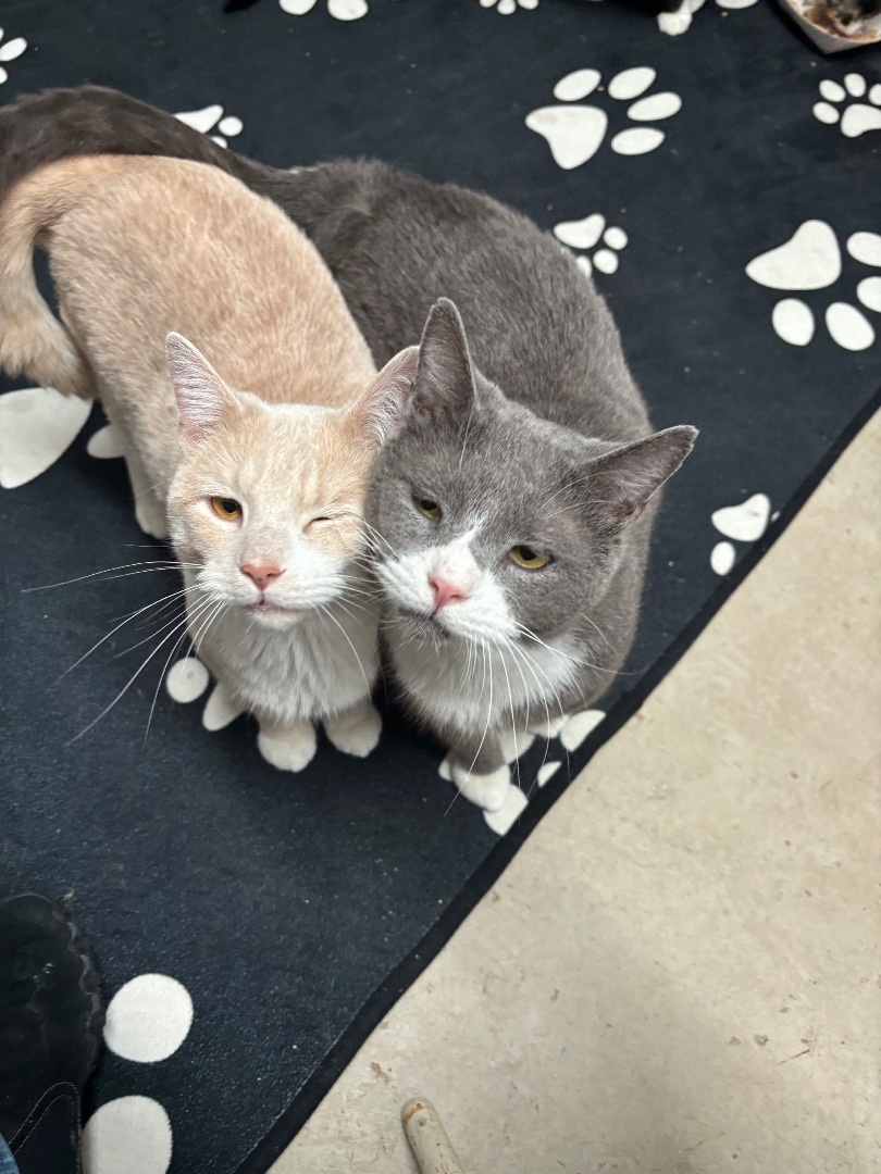 Gunther (bonded with Ross), a Adoptable Domestic Short Hair in Newton, IL image 4/6