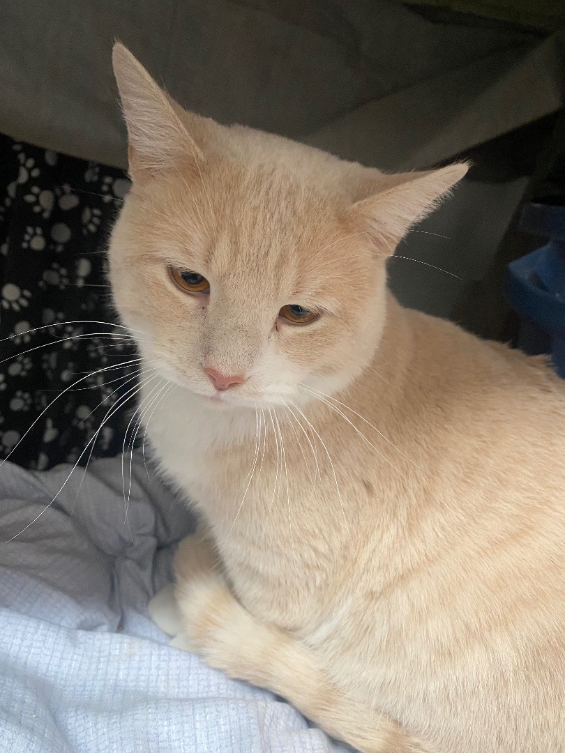 Gunther (bonded with Ross), a Adoptable Domestic Short Hair in Newton, IL image 5/6