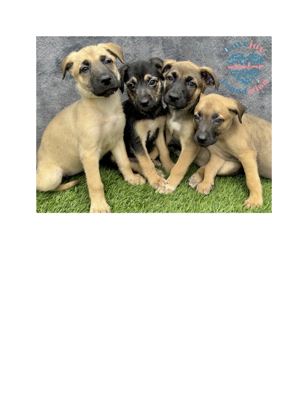 Dog for adoption Crumbles Litter, a Terrier & Beagle Mix in Inglewood