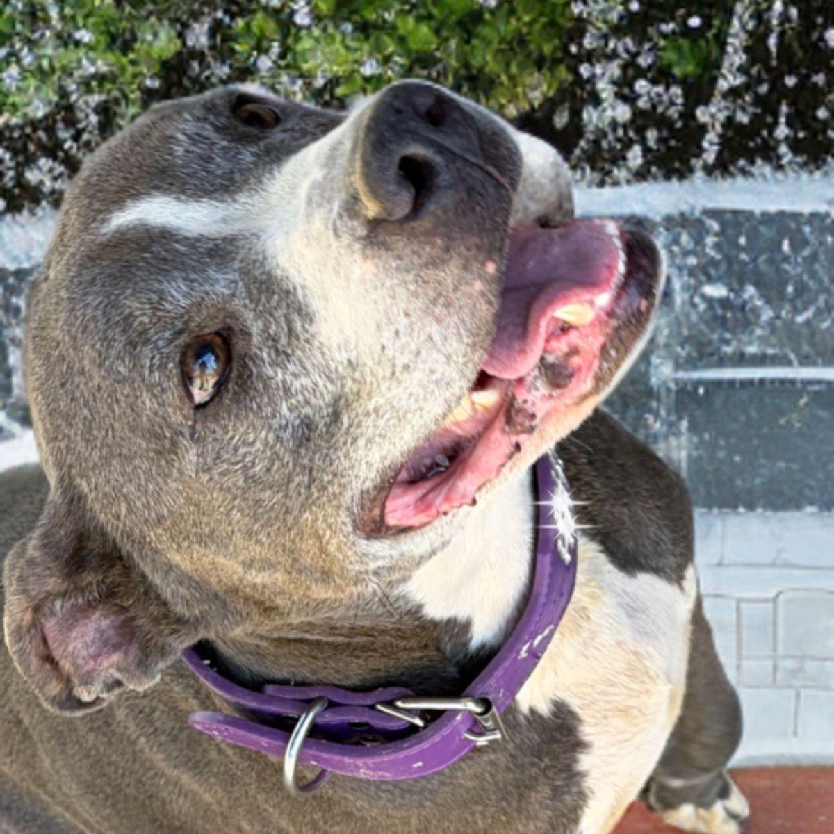 Enlarge Belle, a Adoptable American Staffordshire Terrier in Kingman, AZ image 1/3