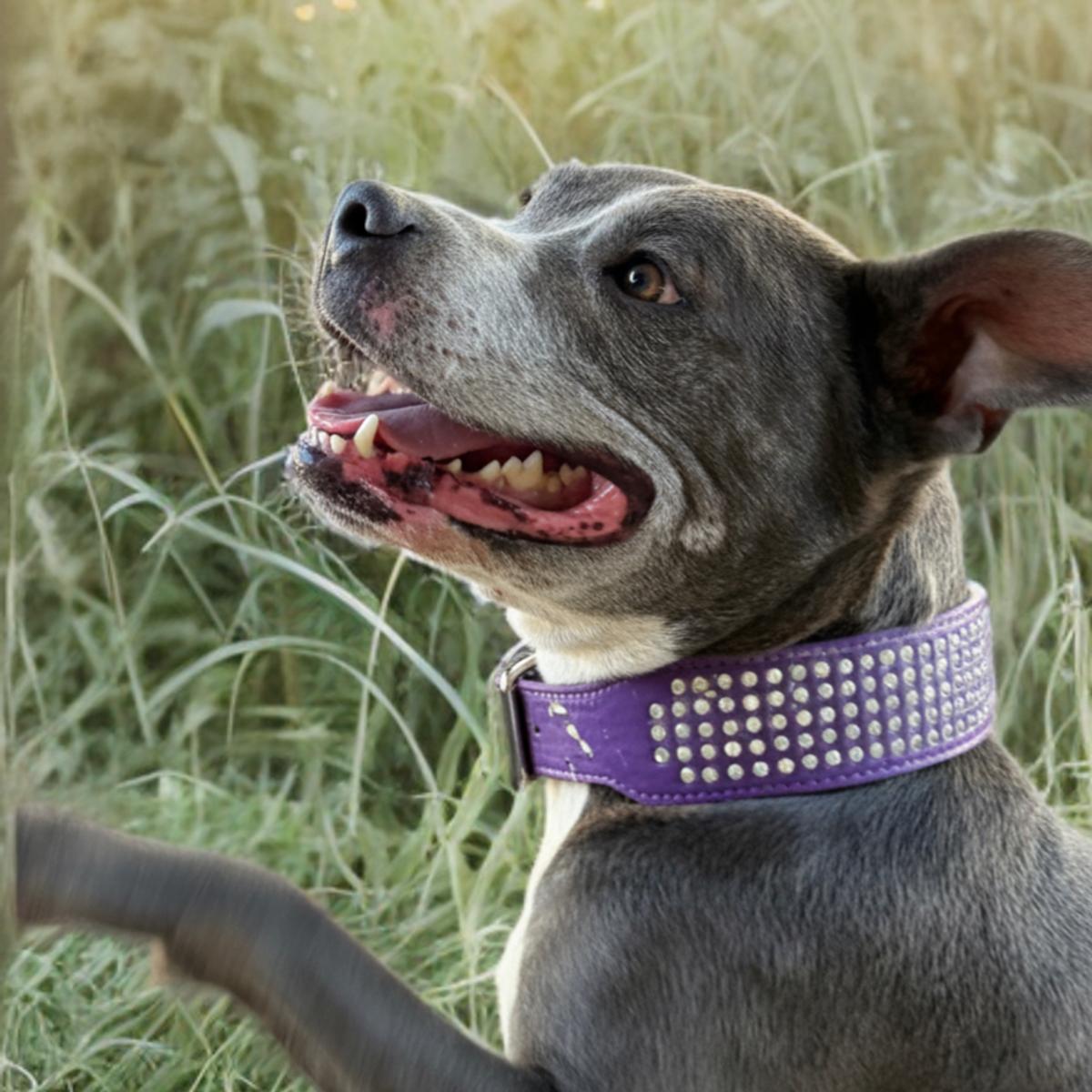 Enlarge Belle, a Adoptable American Staffordshire Terrier in Kingman, AZ image 2/3