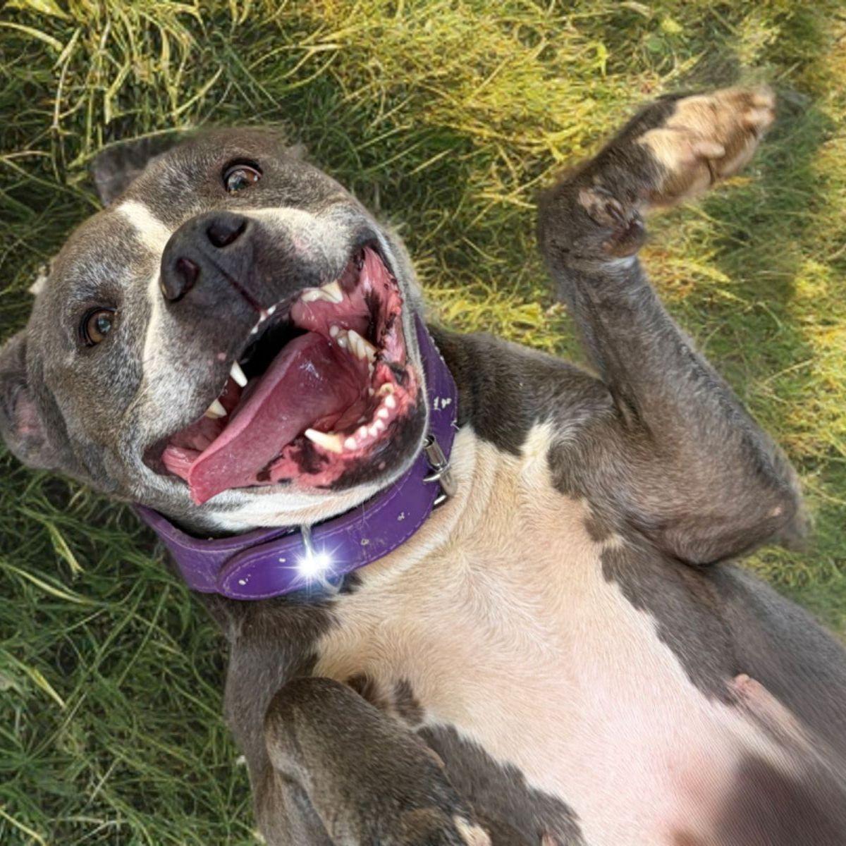 Enlarge Belle, a Adoptable American Staffordshire Terrier in Kingman, AZ image 3/3