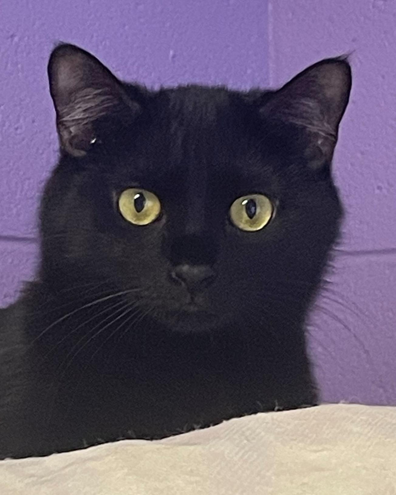 Enlarge Octavian, a Adoptable Domestic Short Hair in Grayslake, IL image 2/4