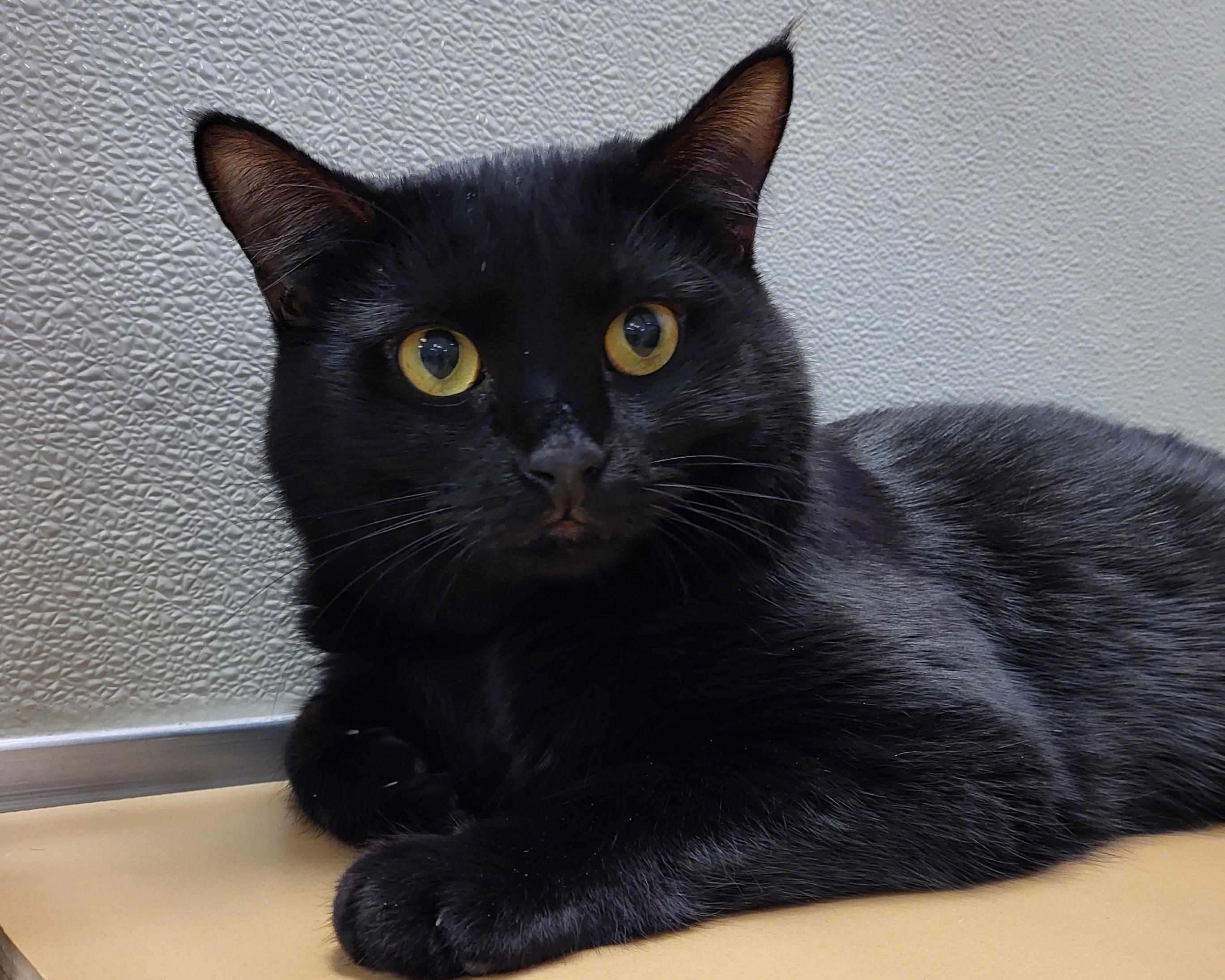 Enlarge Octavian, a Adoptable Domestic Short Hair in Grayslake, IL image 4/4