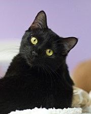 Enlarge Octavian, a Adoptable Domestic Short Hair in Grayslake, IL image 3/4