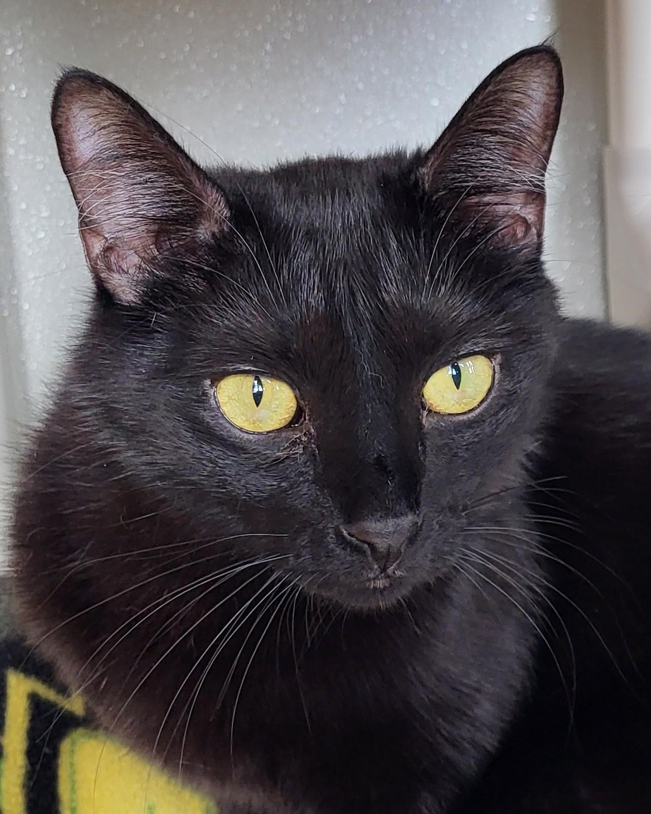 Enlarge Octavian, a Adoptable Domestic Short Hair in Grayslake, IL image 1/4