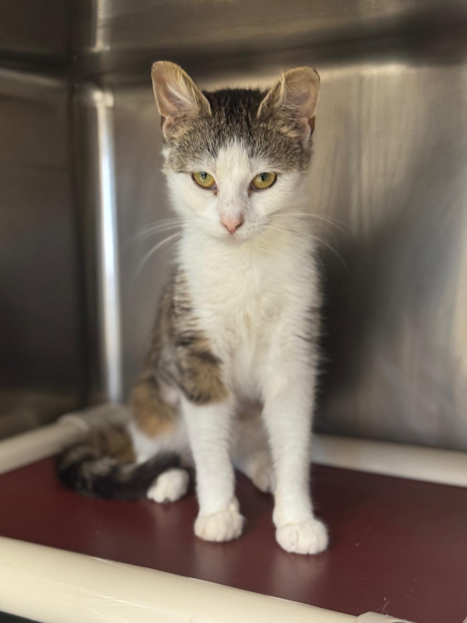 Enlarge Pinky, a ADOPTABLE Domestic Short Hair in Benton Harbor, MI image 3/6