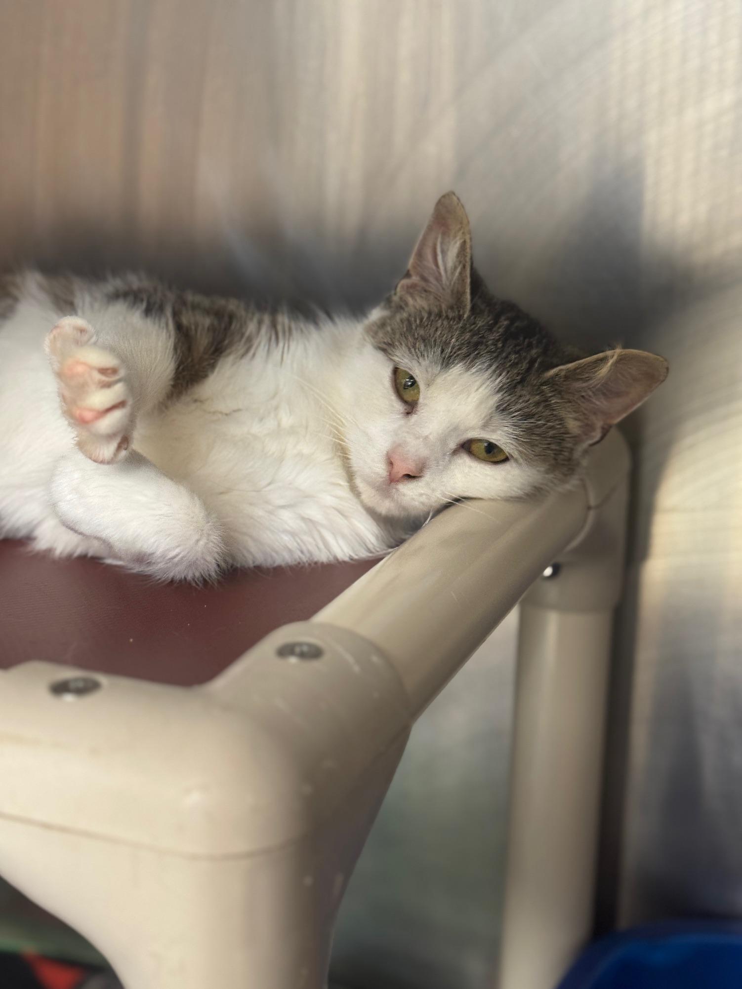 Enlarge Pinky, a ADOPTABLE Domestic Short Hair in Benton Harbor, MI image 5/6