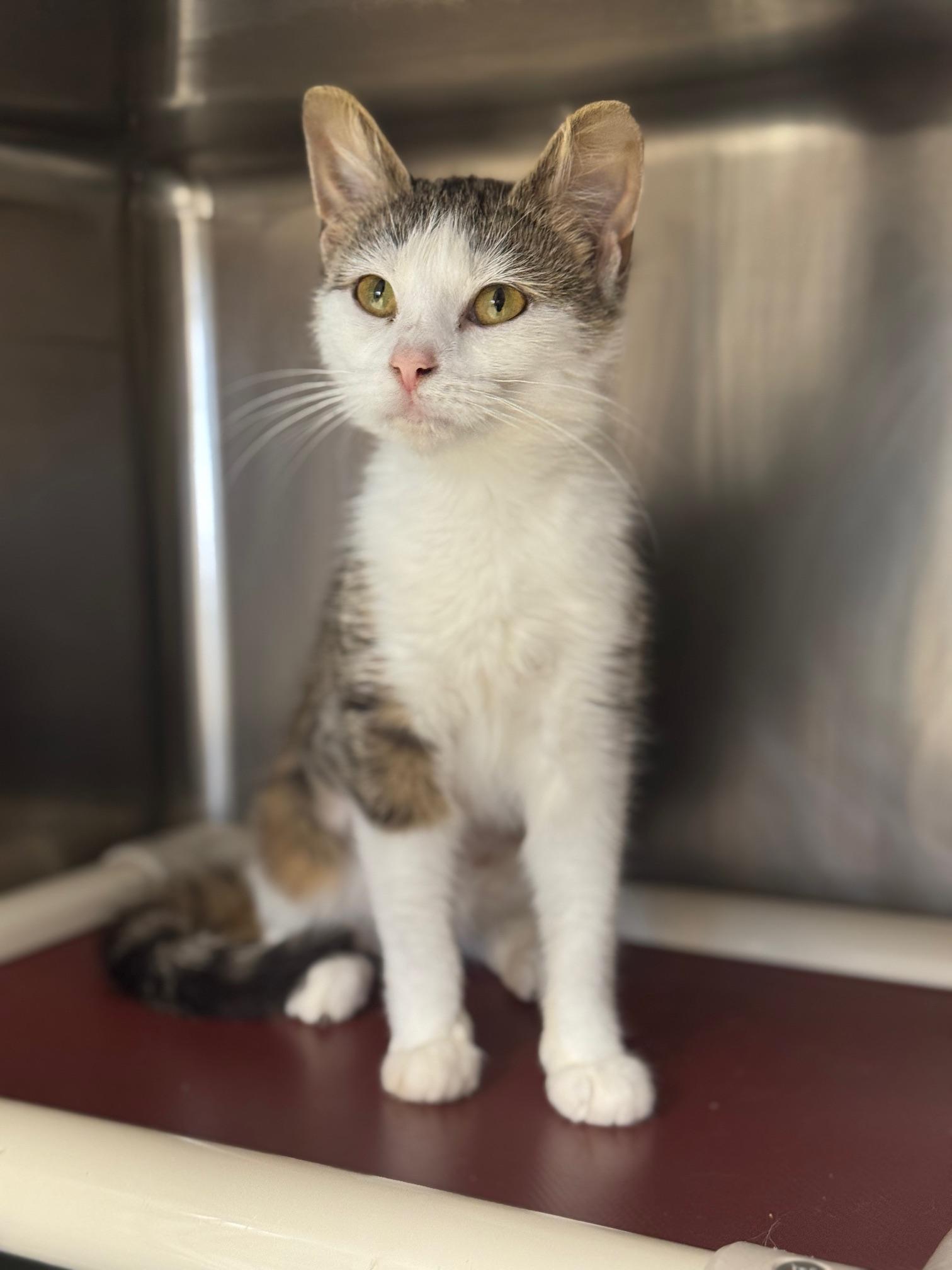 Enlarge Pinky, a ADOPTABLE Domestic Short Hair in Benton Harbor, MI image 4/6