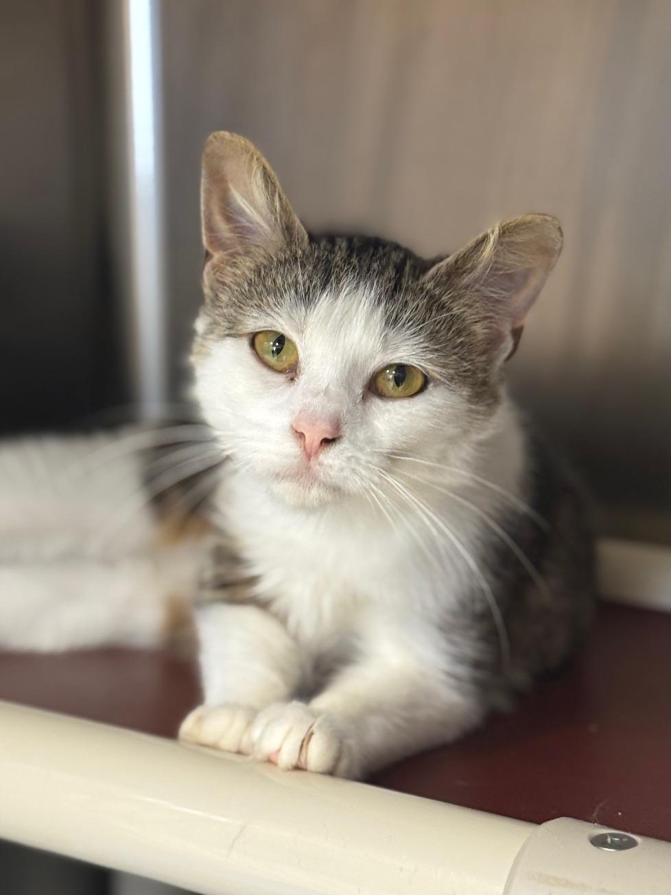 Pinky, ADOPTABLE, Adult Female Domestic Short Hair.