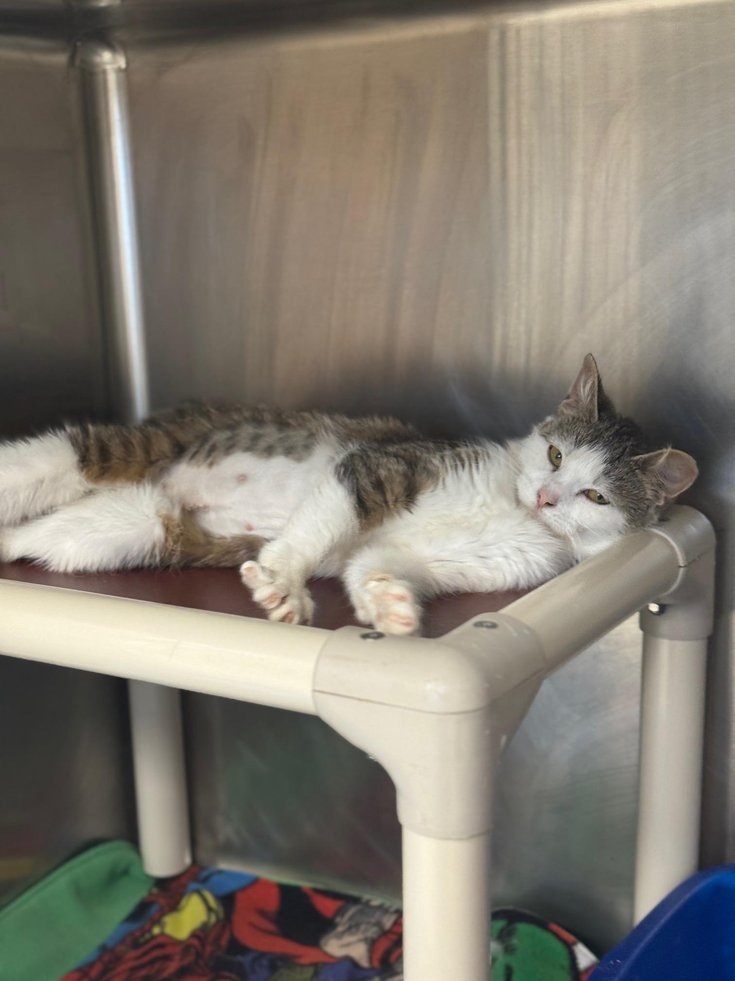 Enlarge Pinky, a ADOPTABLE Domestic Short Hair in Benton Harbor, MI image 6/6