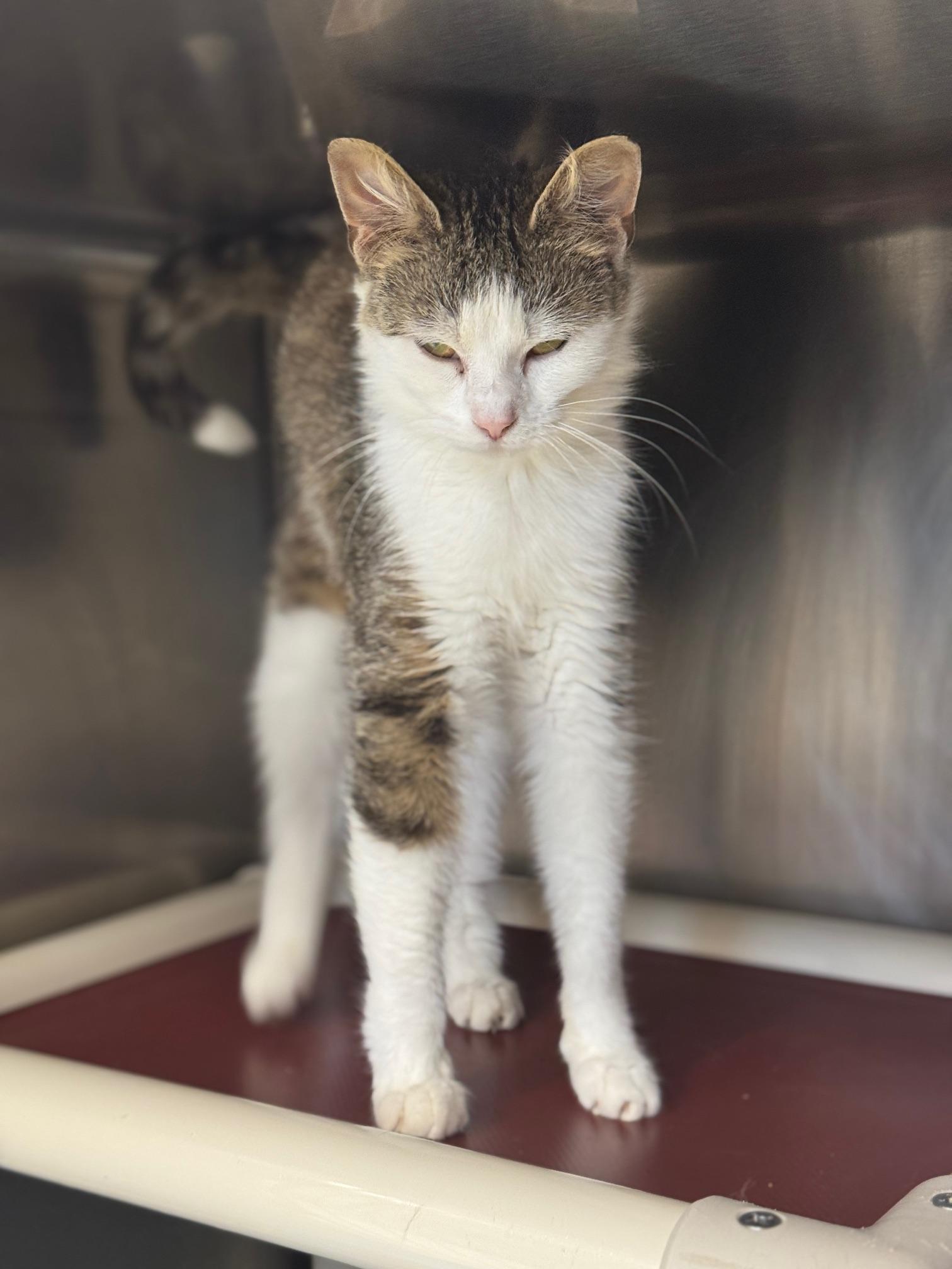 Enlarge Pinky, a ADOPTABLE Domestic Short Hair in Benton Harbor, MI image 2/6