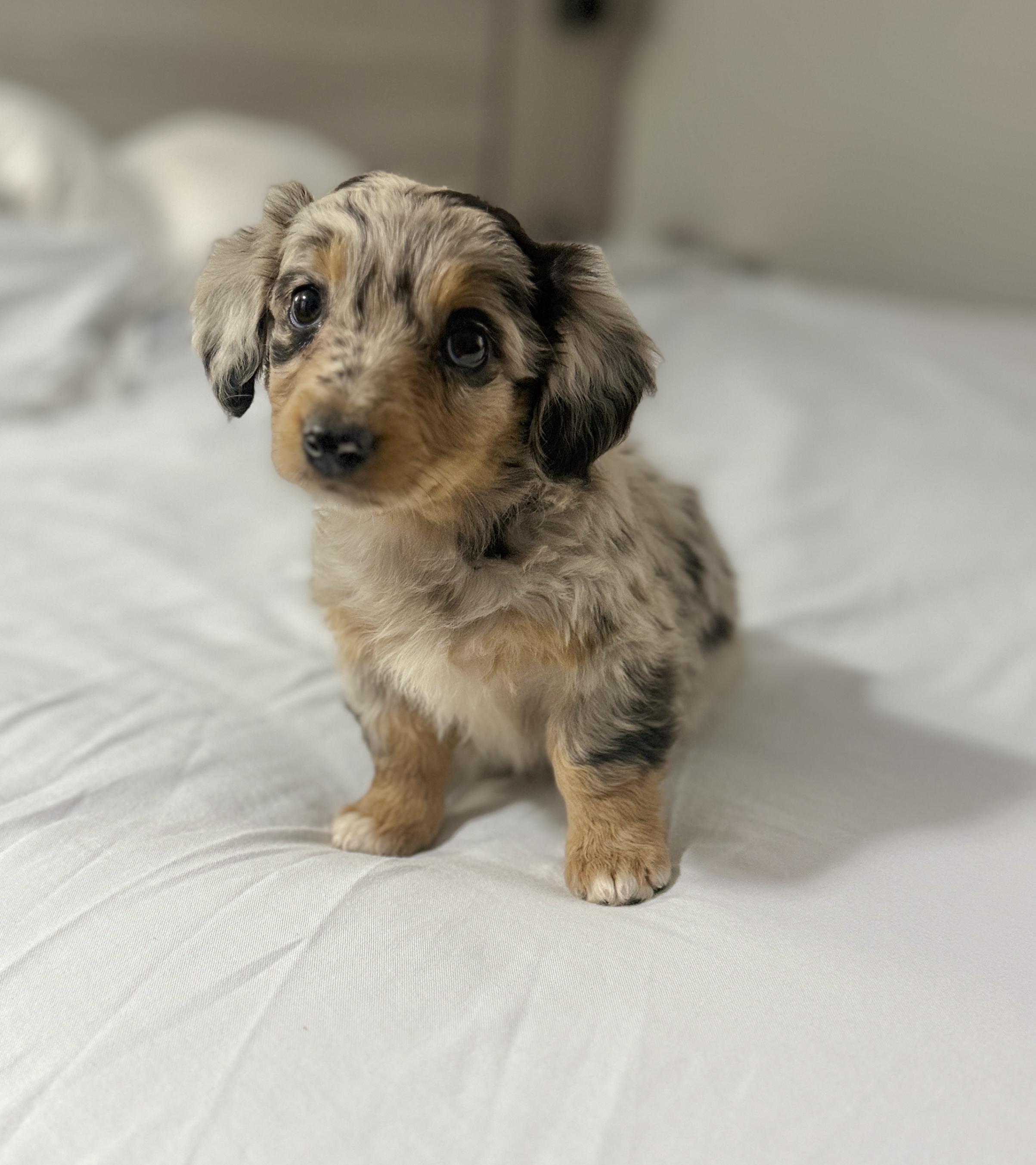 Enlarge Ariel, an adopted mixed breed in Hales corners, WI image 3/3