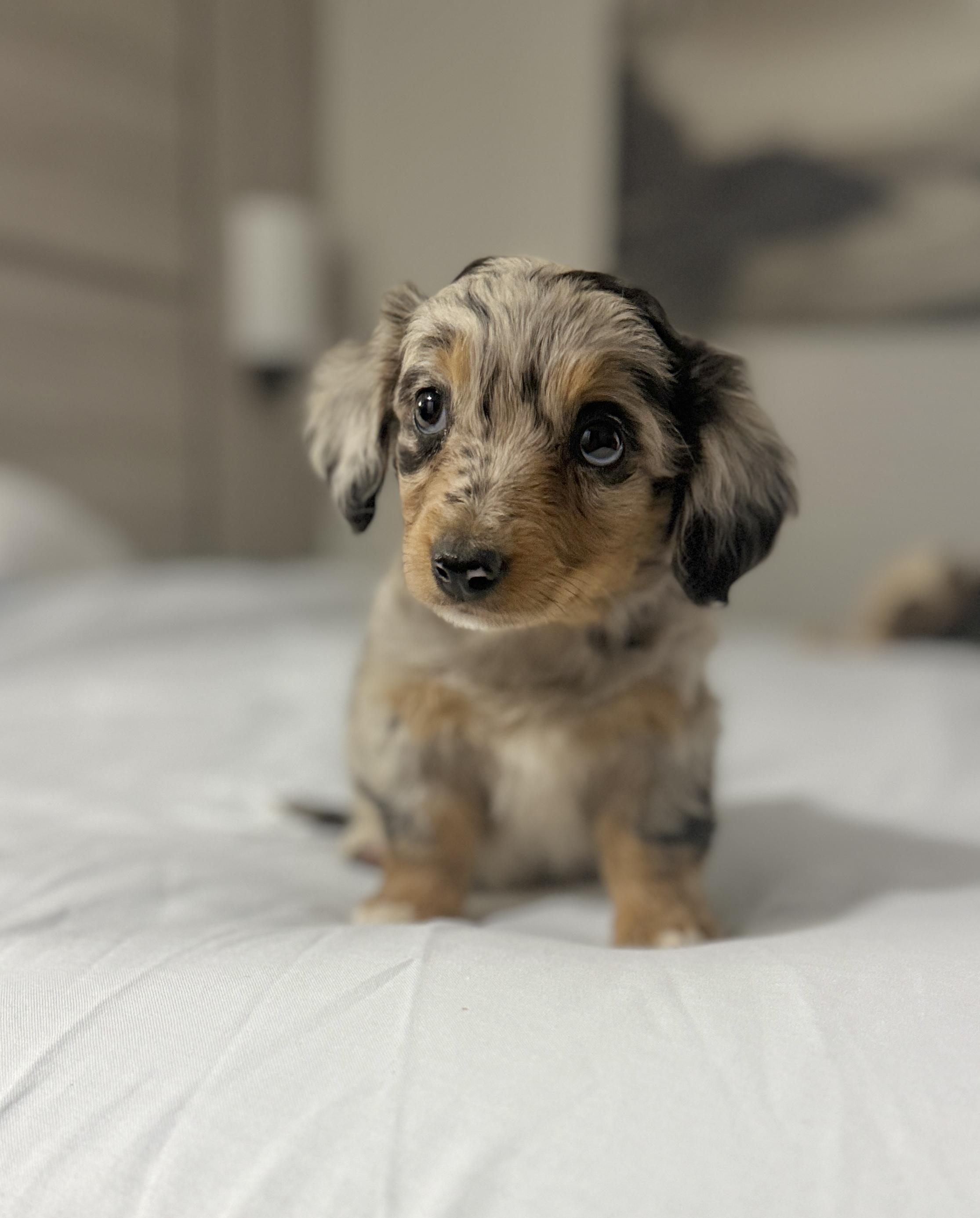 Enlarge Ariel, an adopted mixed breed in Hales corners, WI image 2/3