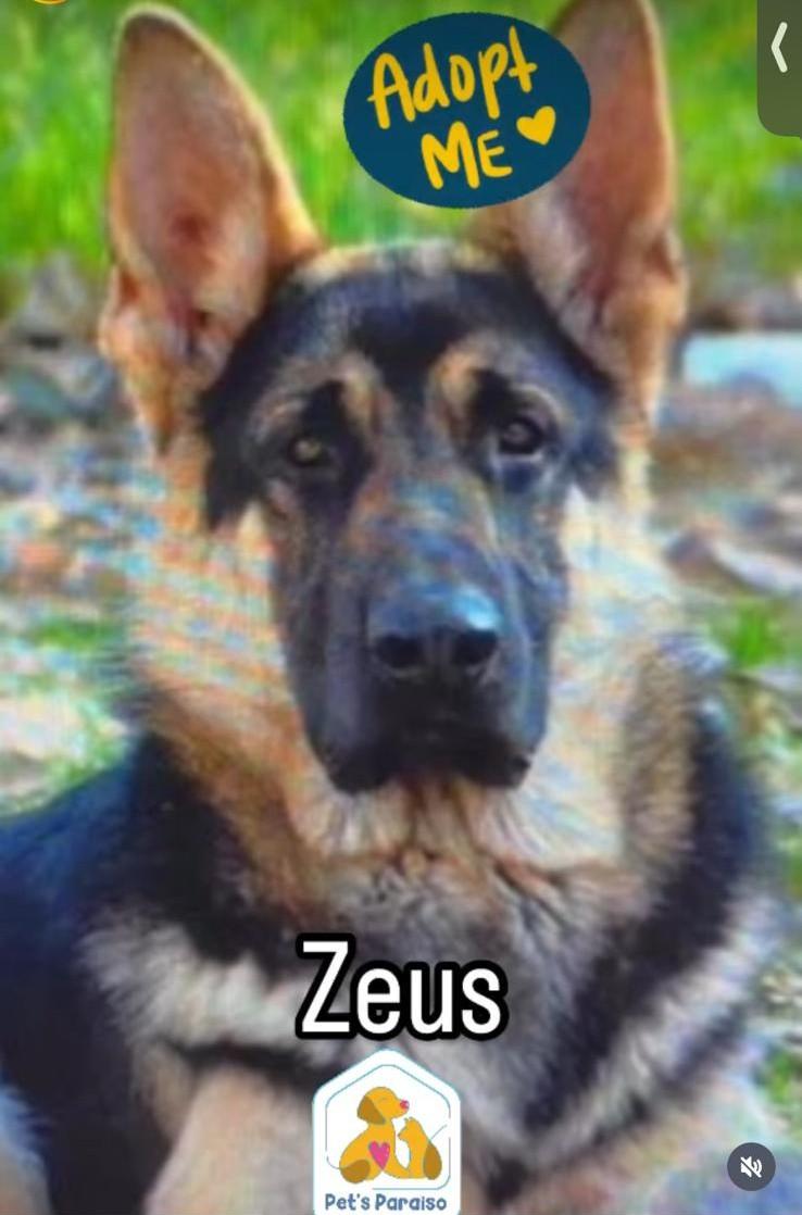 Zeus, Young Male German Shepherd Dog