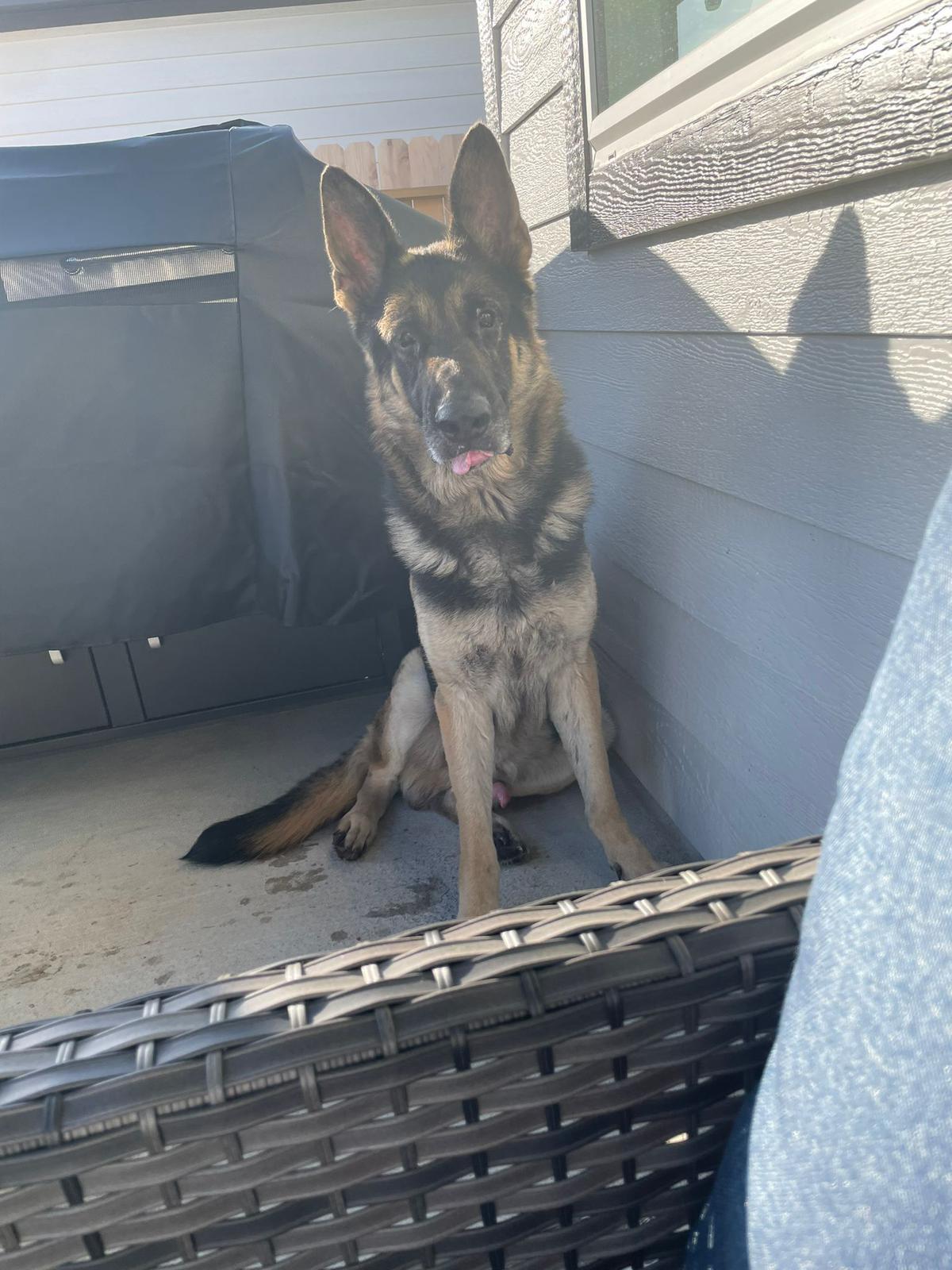 Enlarge Zeus, a Adopted German Shepherd Dog in KATY, TX image 2/2