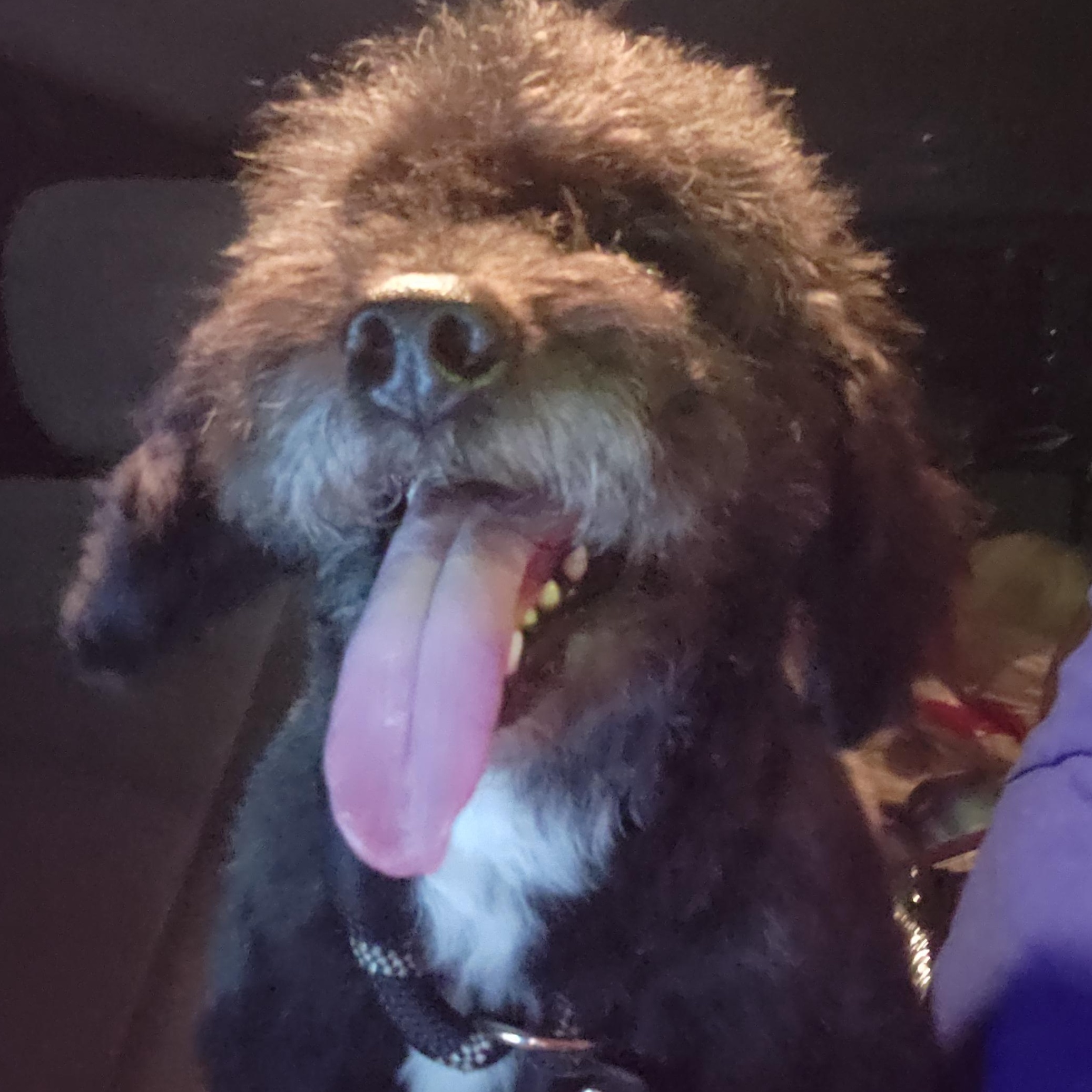 Polo, a Adopted Cockapoo in ROWLETT, TX image 3/6