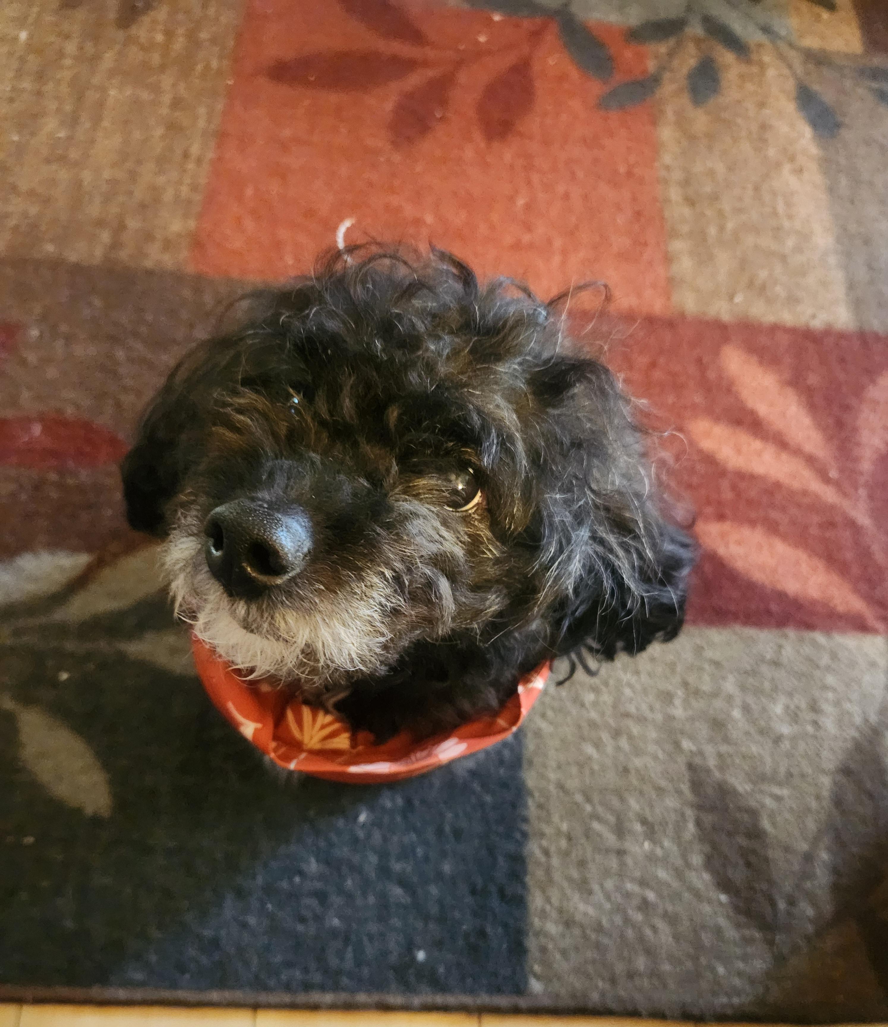 Polo, a Adopted Cockapoo in ROWLETT, TX image 5/6