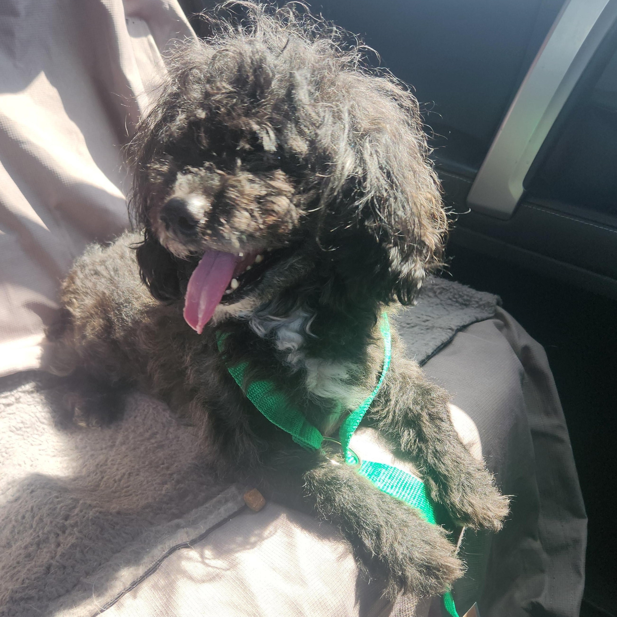 Polo, a Adopted Cockapoo in ROWLETT, TX image 6/6