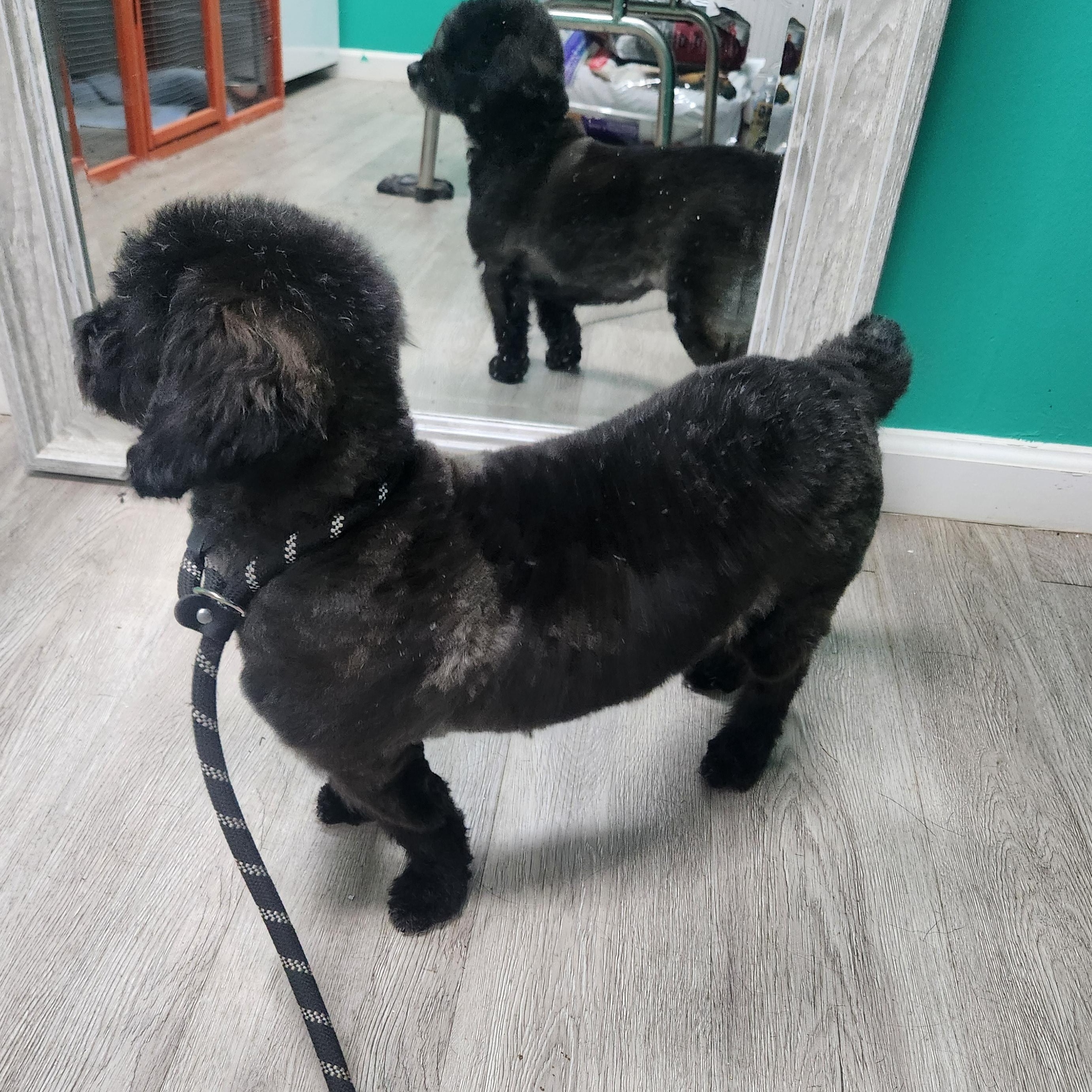 Polo, a Adopted Cockapoo in ROWLETT, TX image 2/6