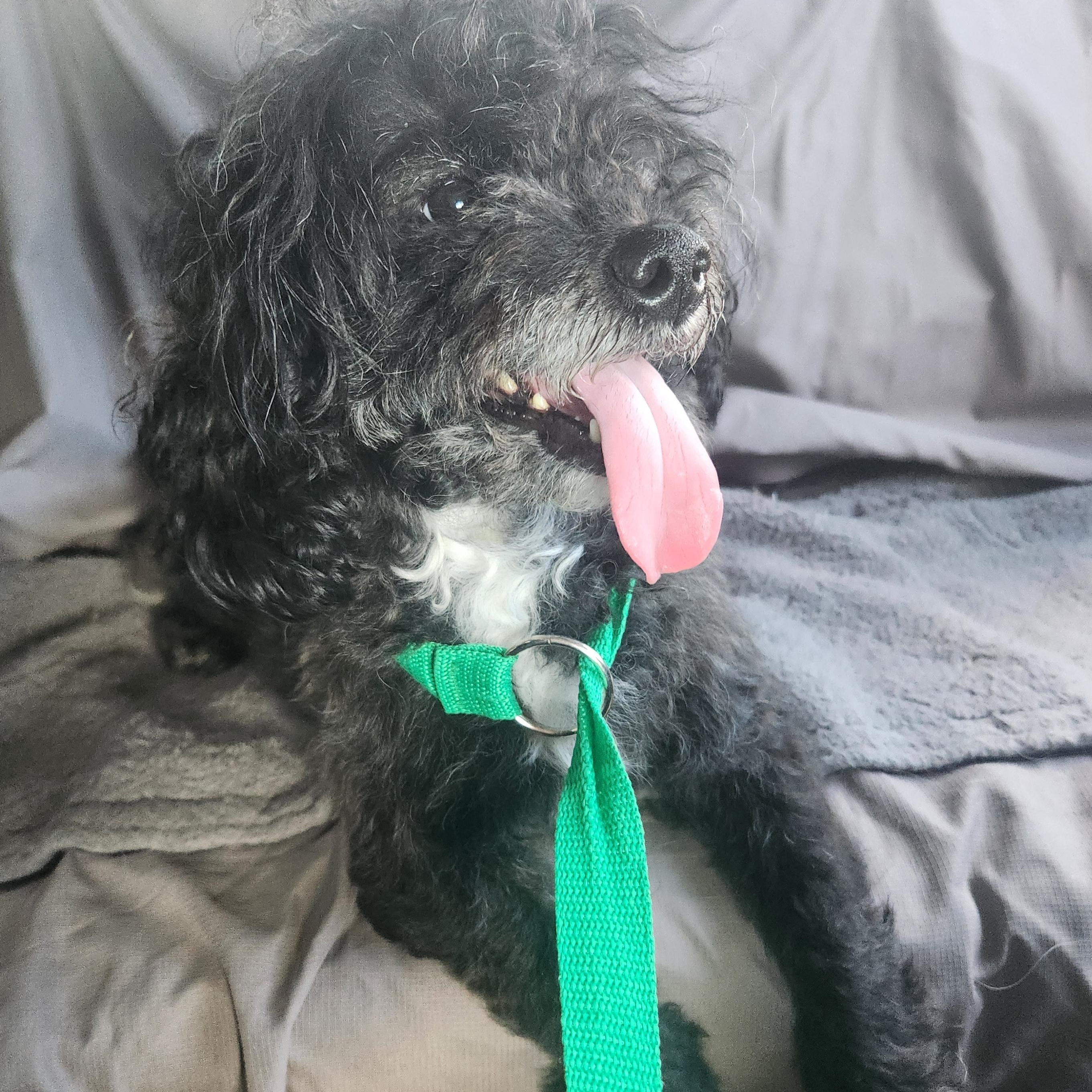 Polo, a Adopted Cockapoo in ROWLETT, TX image 4/6