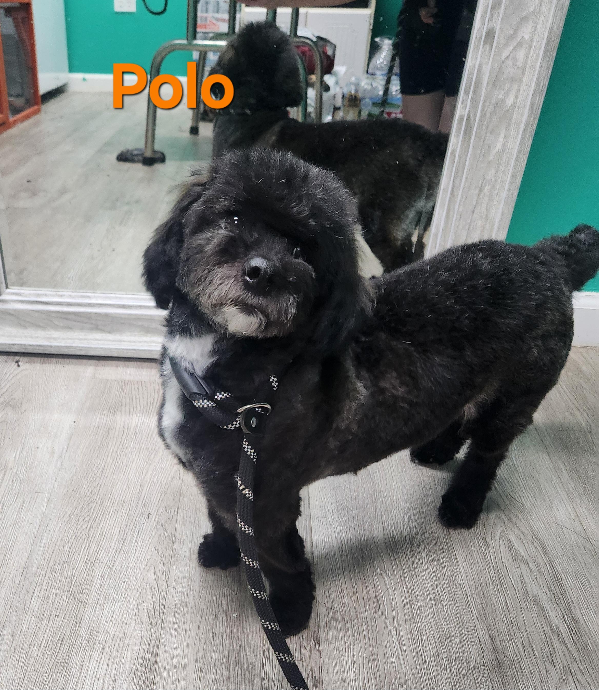 Polo, Adopted, Adult Male Cockapoo.