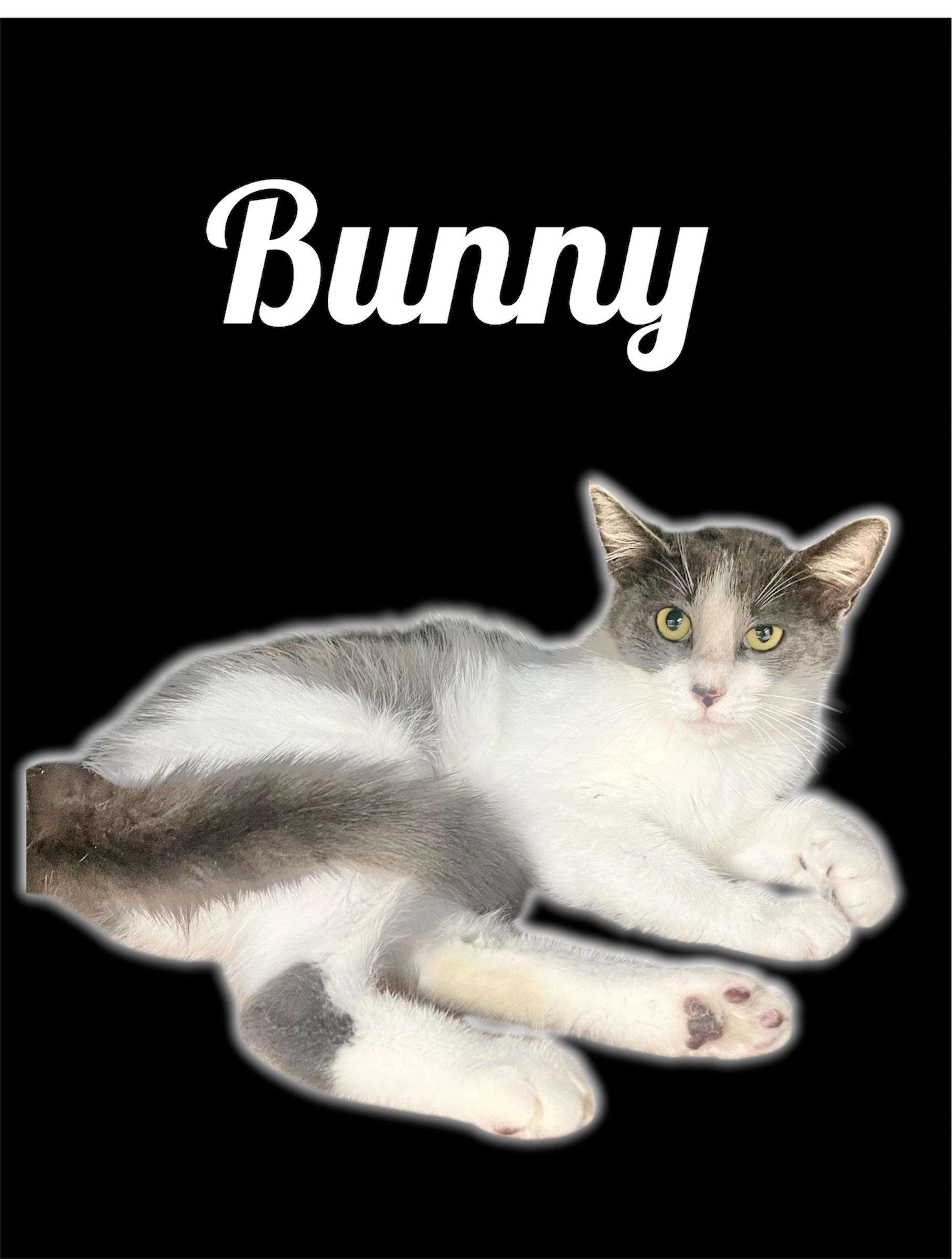 Bunny, ADOPTABLE, Adult Female Domestic Short Hair.