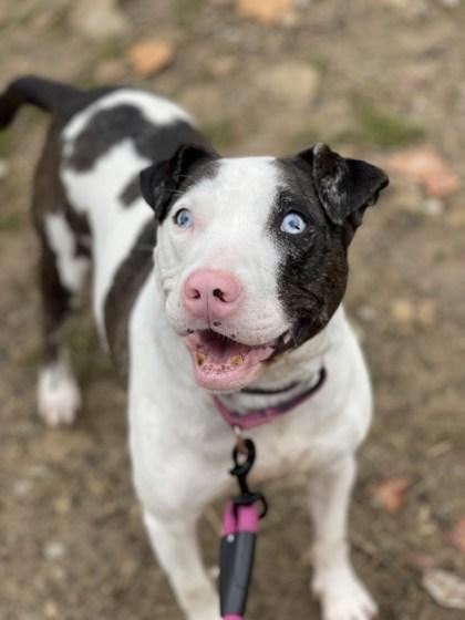 Misty Blue, a Adoptable mixed breed in Batavia, OH image 1/3