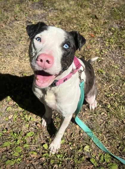 Misty Blue, a Adoptable mixed breed in Batavia, OH image 2/3
