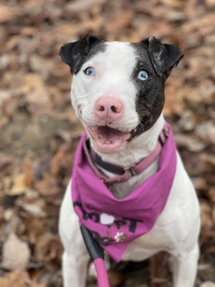 Misty Blue, a Adoptable mixed breed in Batavia, OH image 3/3