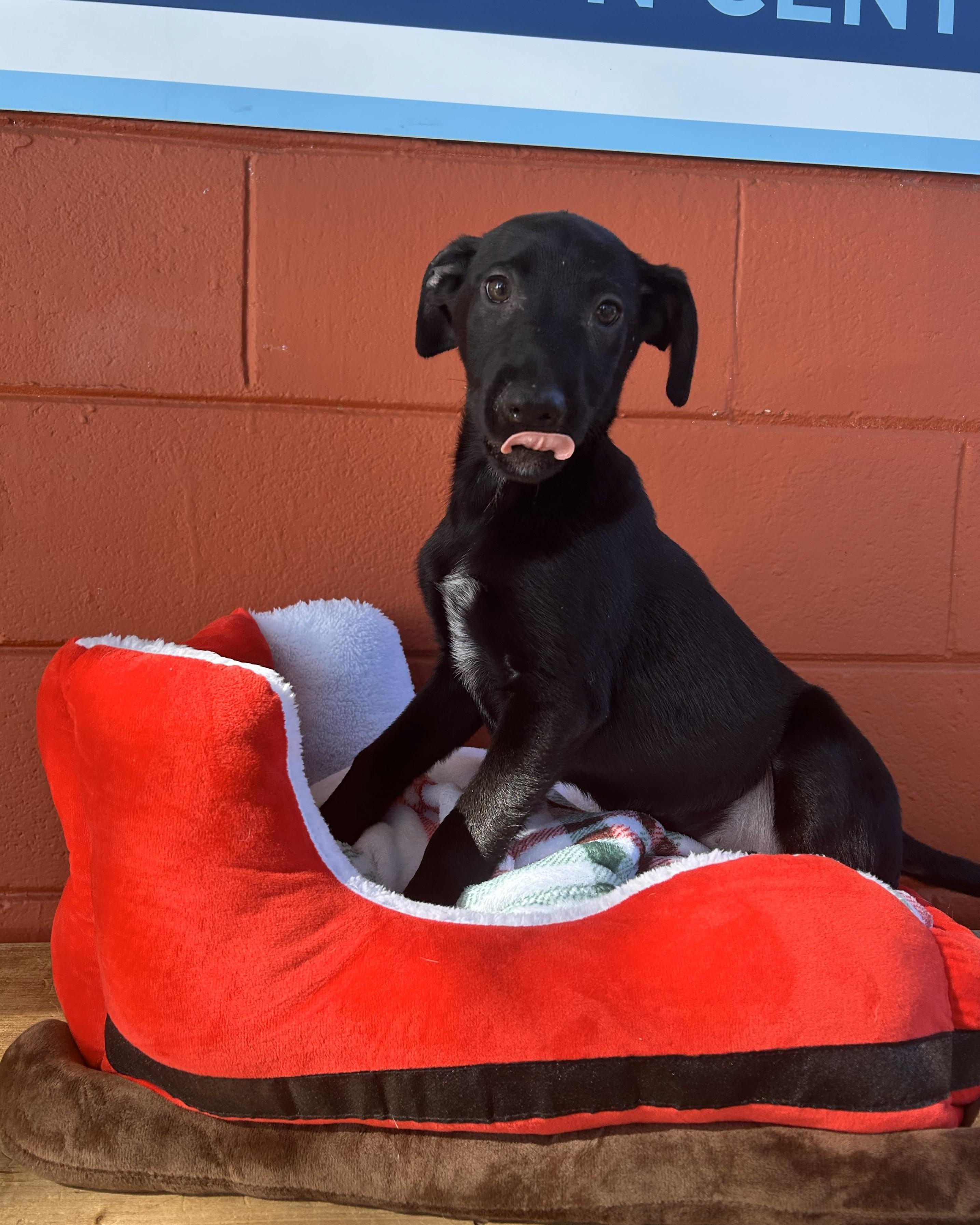 Spanky, adopted, Puppy Male Labrador Retriever & Hound.