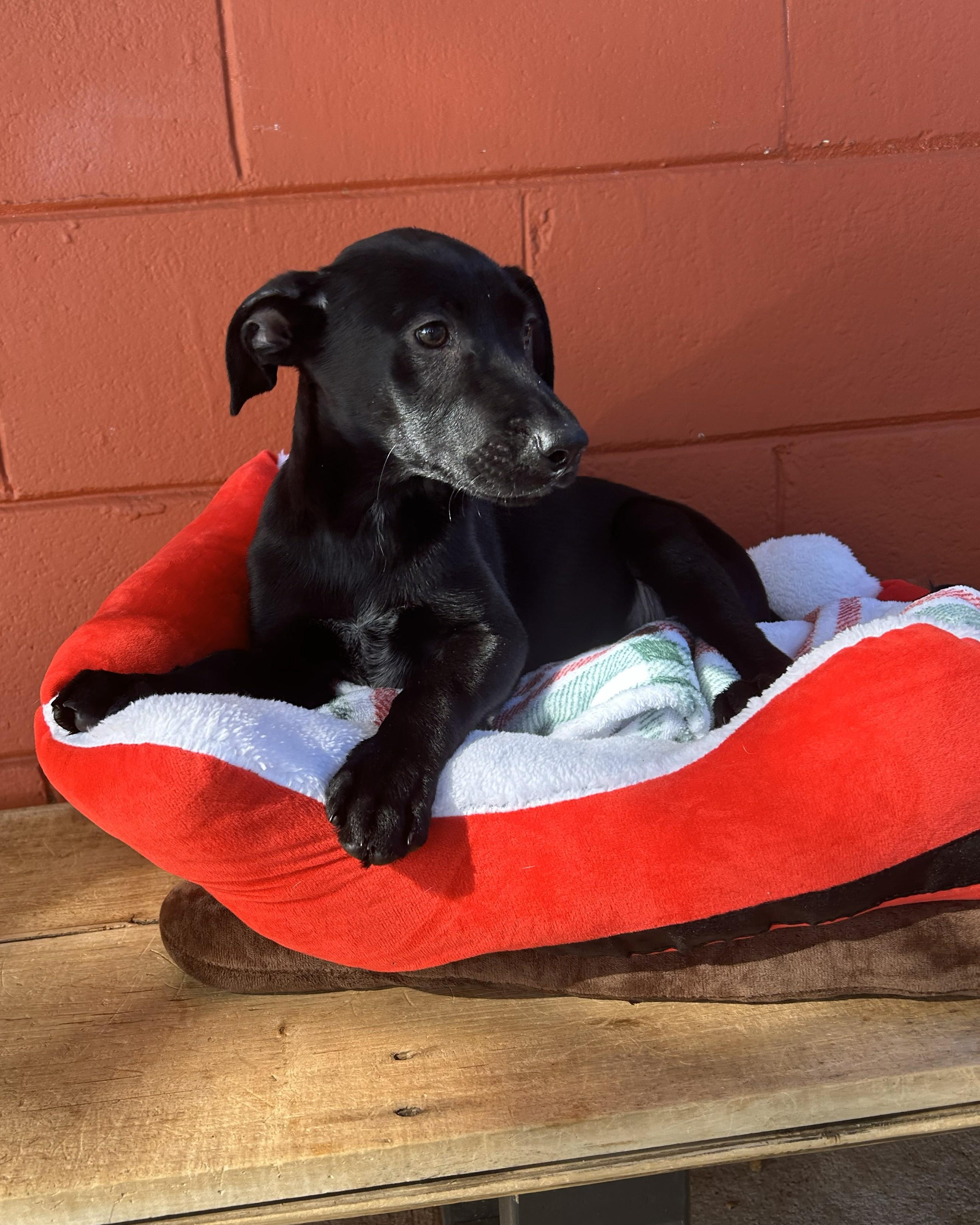 Enlarge Spanky, an adopted mixed breed in Pensacola, FL image 2/4