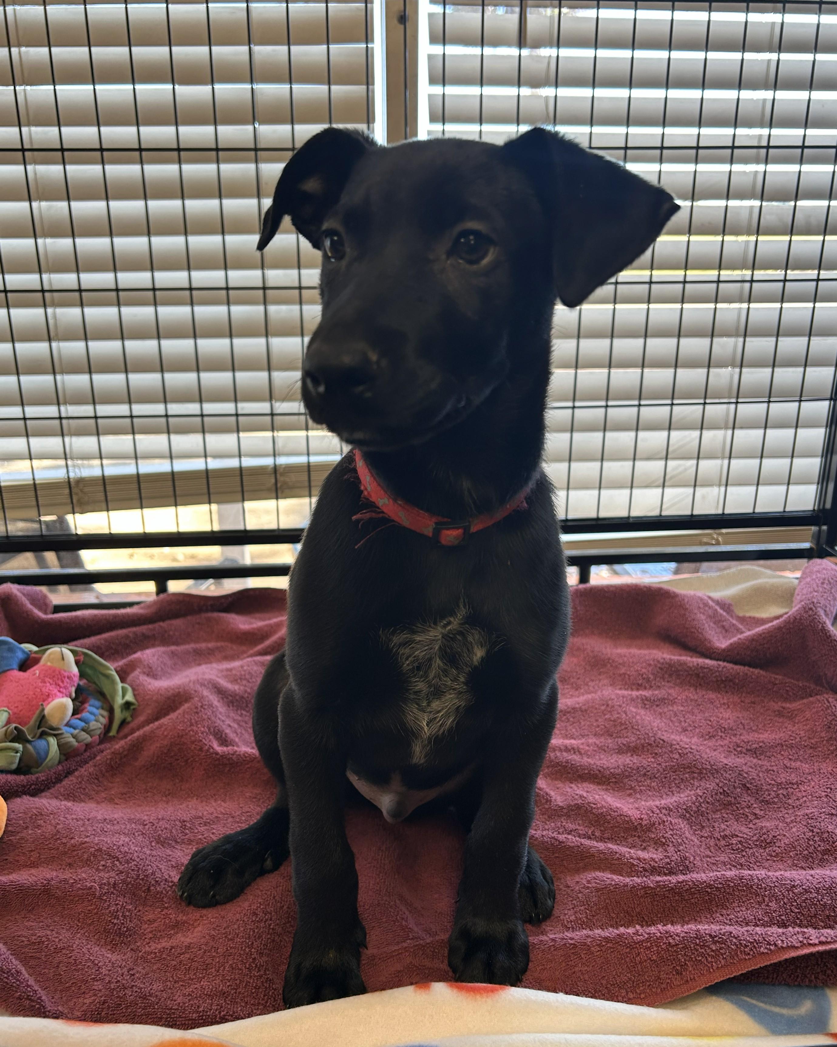 Enlarge Spanky, an adopted mixed breed in Pensacola, FL image 3/4