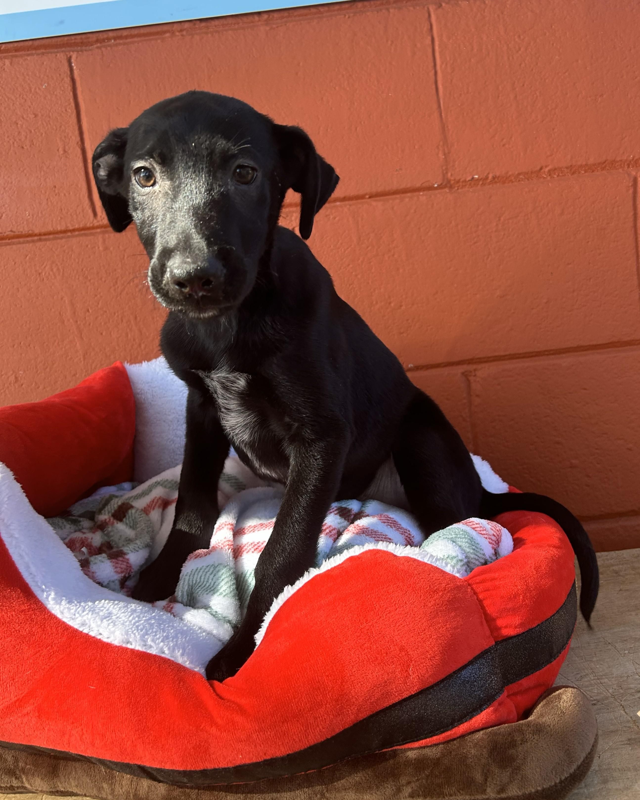 Enlarge Spanky, an adopted mixed breed in Pensacola, FL image 4/4