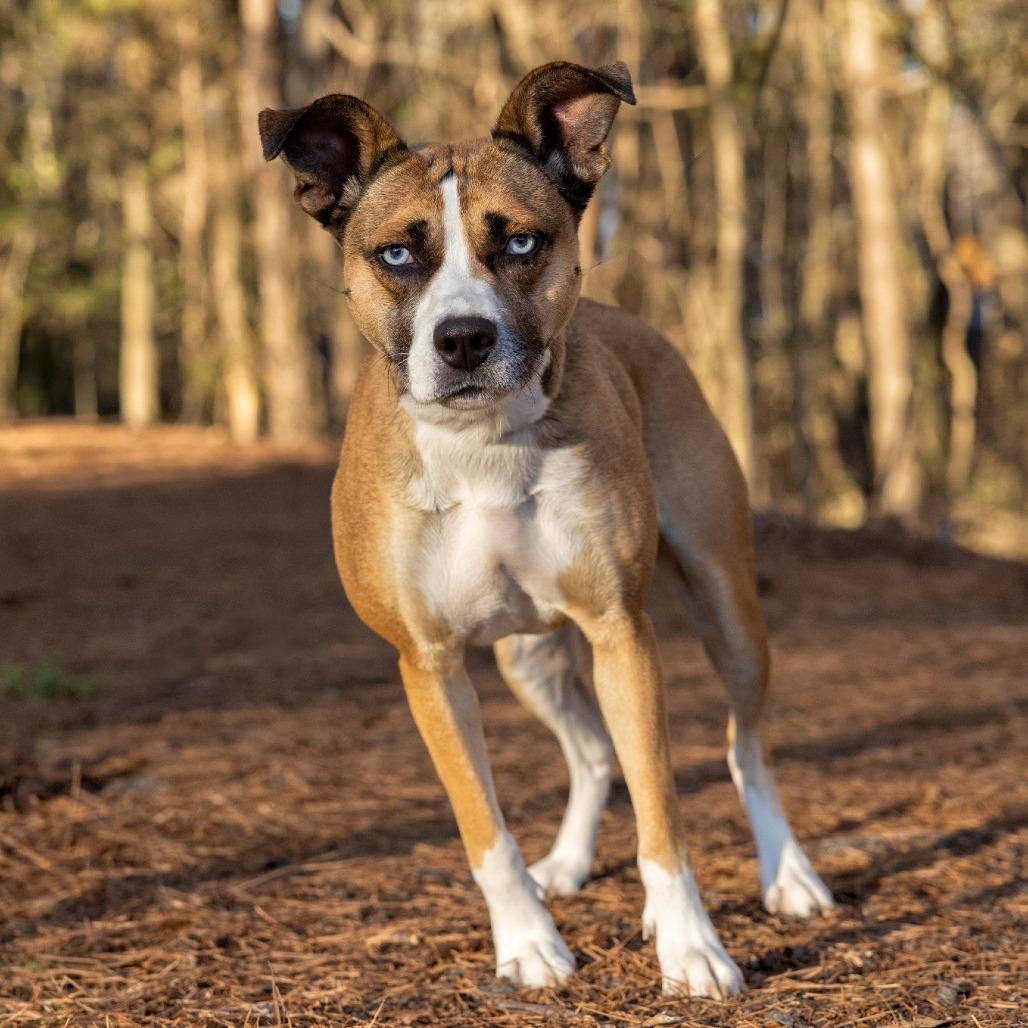 Juni (HW+)12-1228, Adoptable, Adult Female Husky & Cardigan Welsh Corgi.