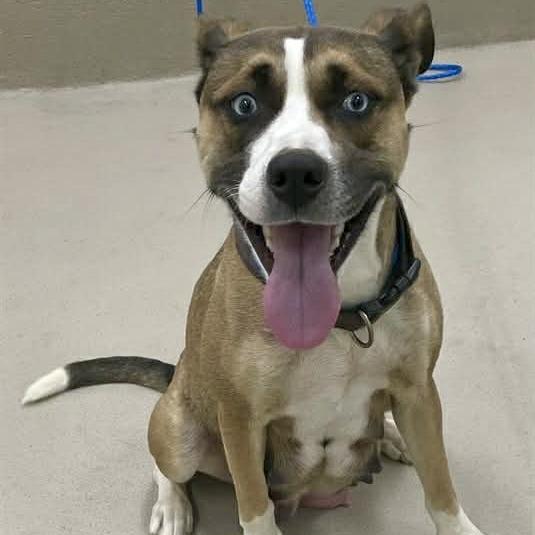 Enlarge Juni (HW+)12-1228, a Adoptable mixed breed in Covington, GA image 2/6