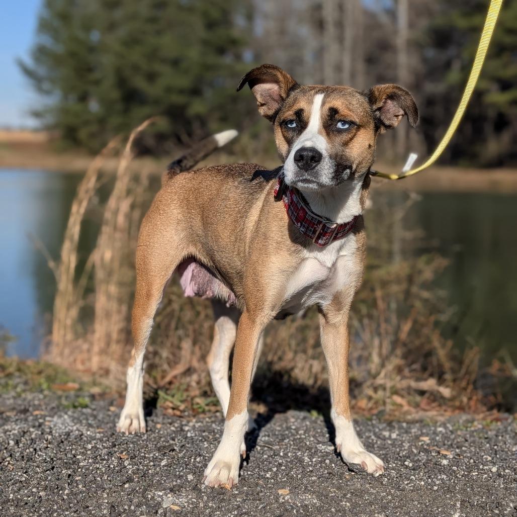 Enlarge Juni (HW+)12-1228, a Adoptable mixed breed in Covington, GA image 3/6