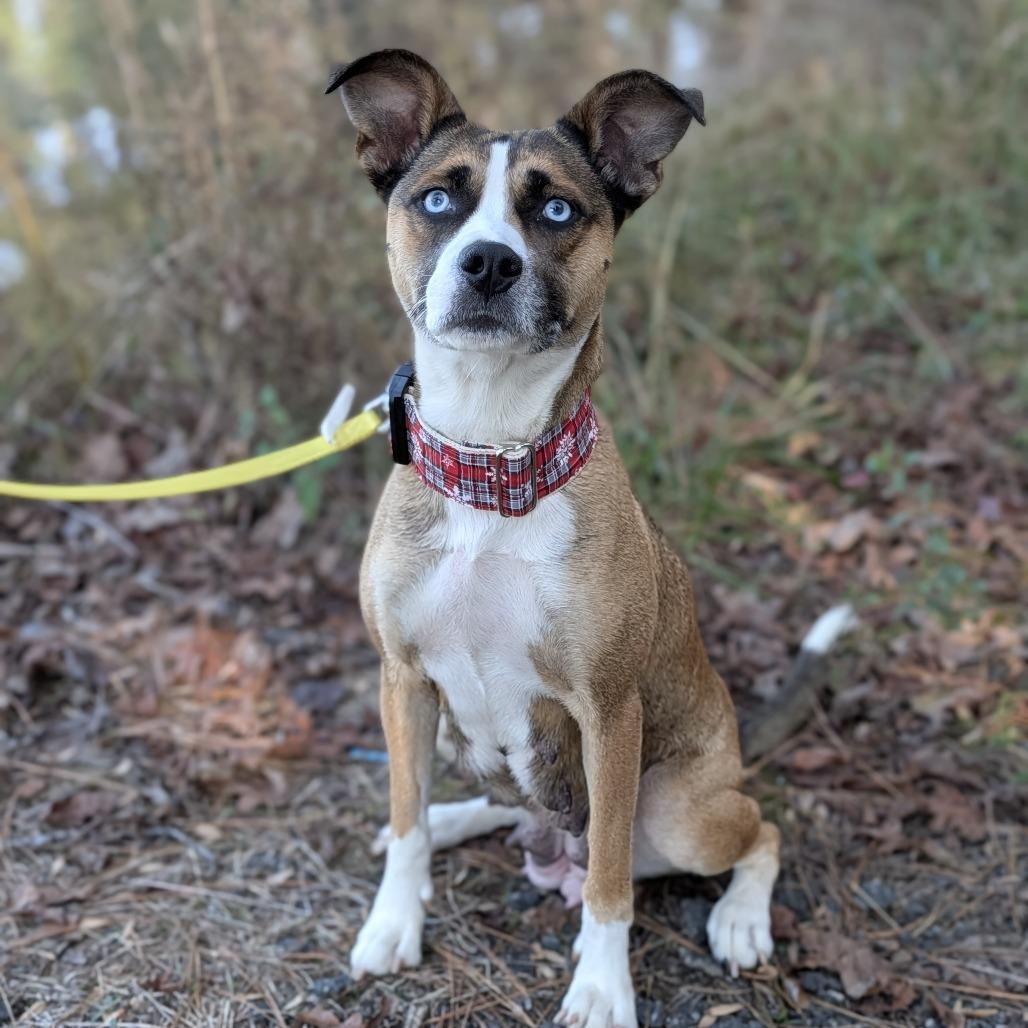 Enlarge Juni (HW+)12-1228, a Adoptable mixed breed in Covington, GA image 4/6