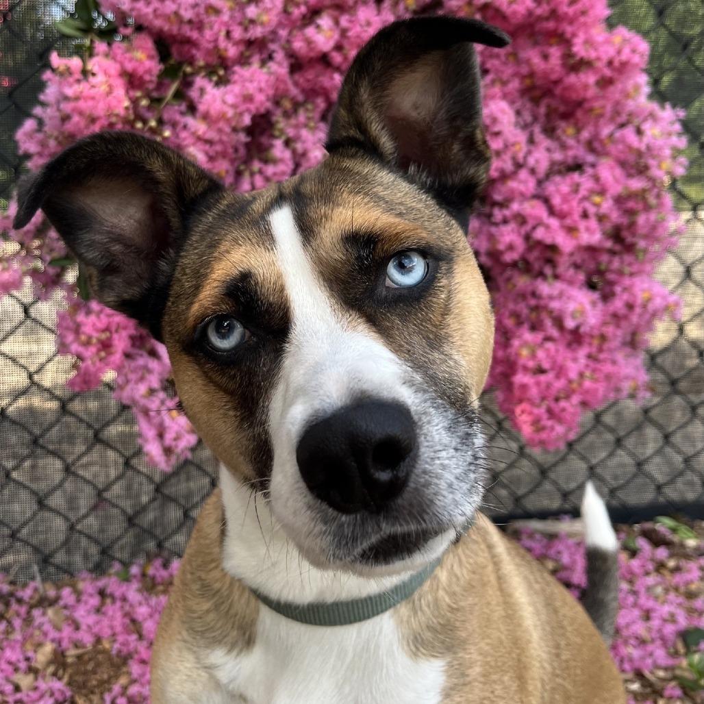 Enlarge Juni (HW+)12-1228, a Adoptable mixed breed in Covington, GA image 5/6