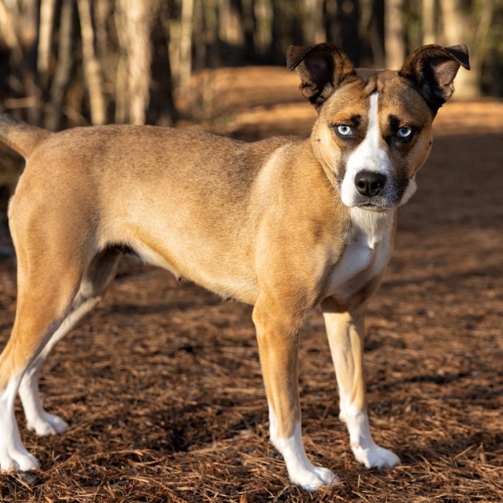 Enlarge Juni (HW+)12-1228, a Adoptable mixed breed in Covington, GA image 6/6