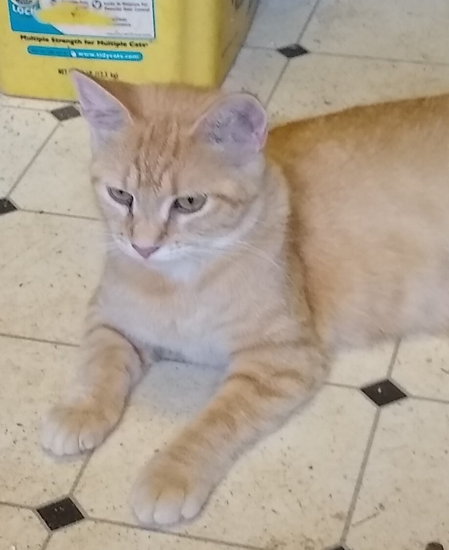 Catalina, Adoptable, Adult Female Domestic Short Hair.