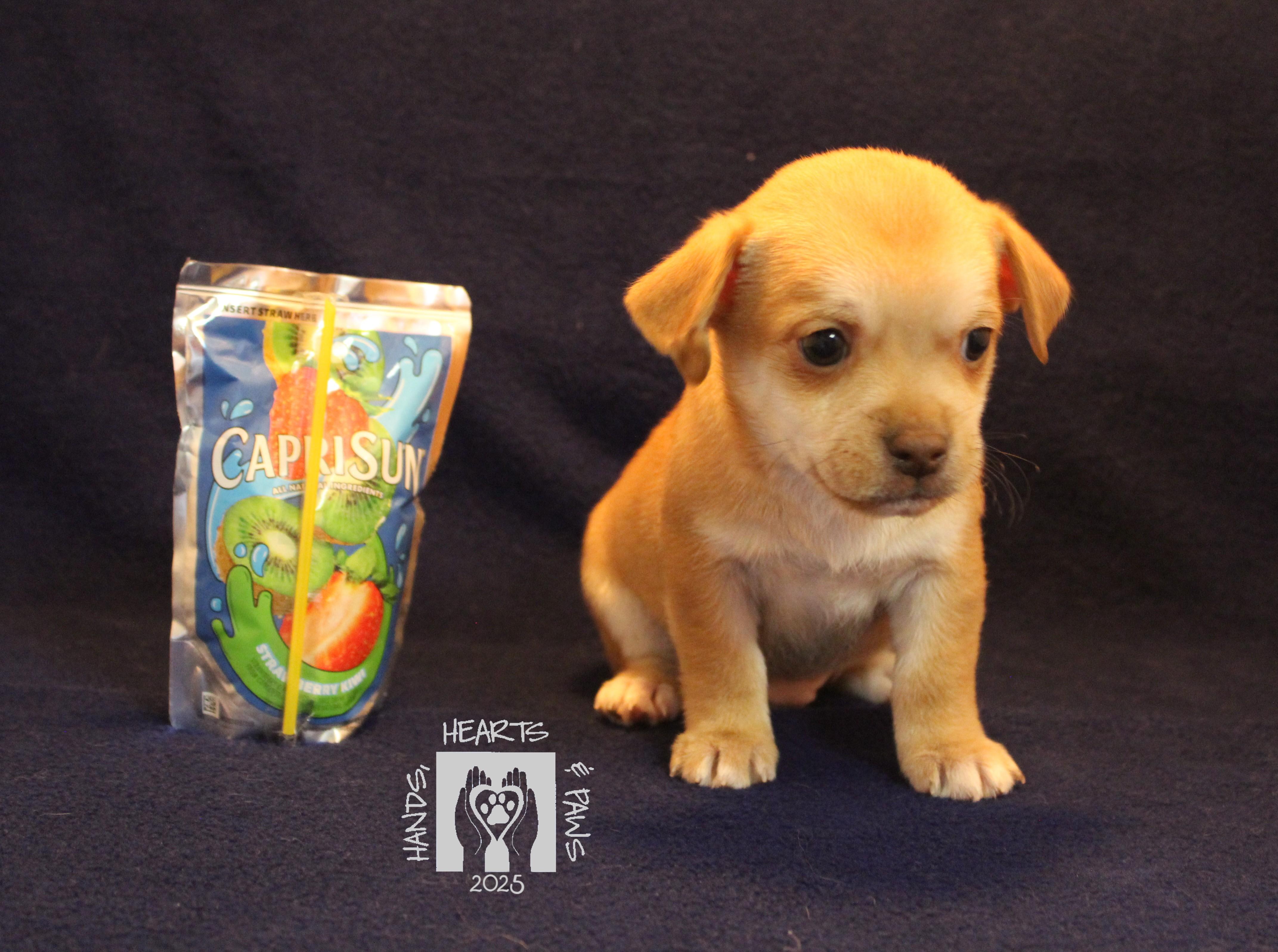 Whiz, Adoptable, Puppy Male Chihuahua.