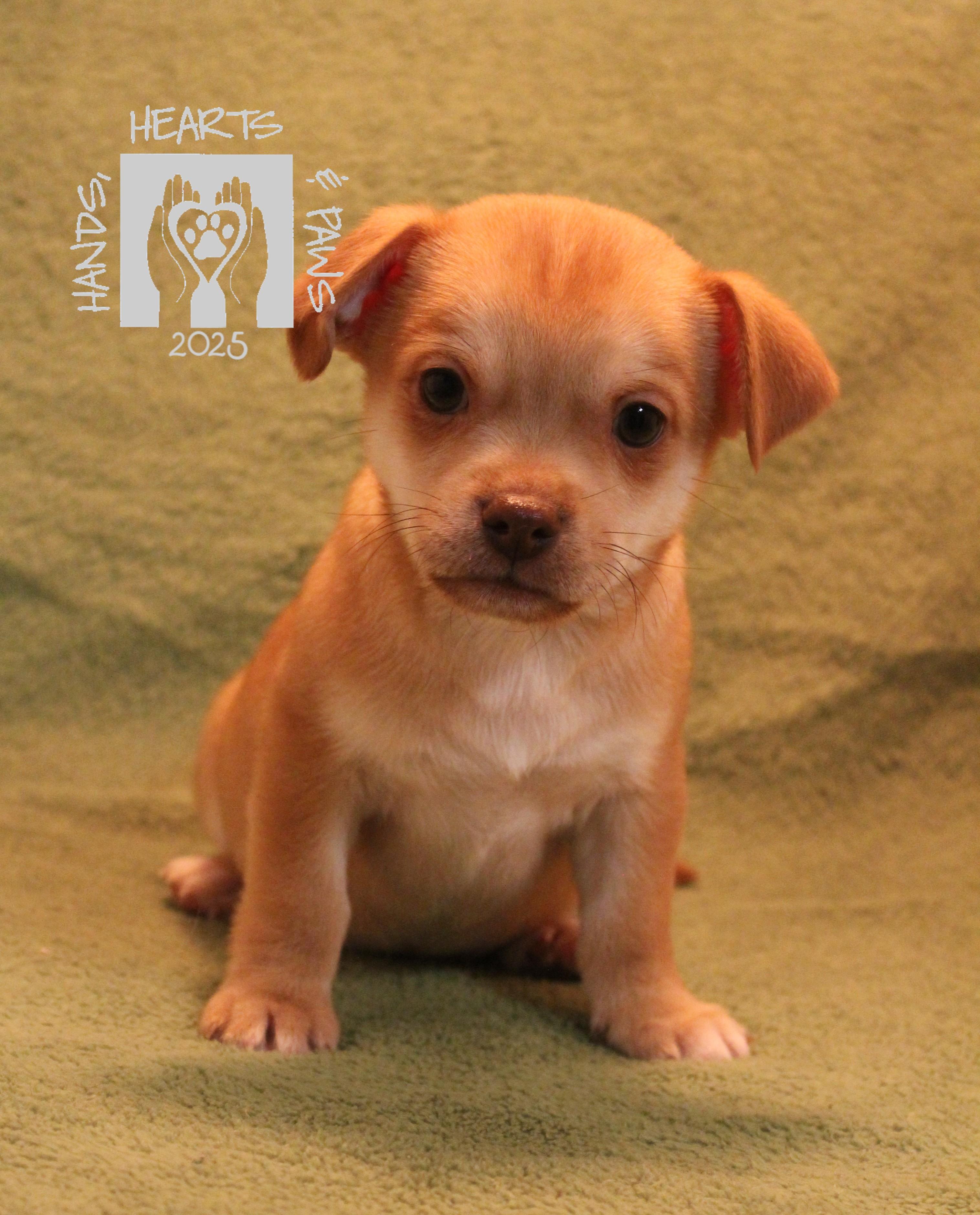 Whiz, a Adoptable mixed breed in Omaha, NE image 1/4