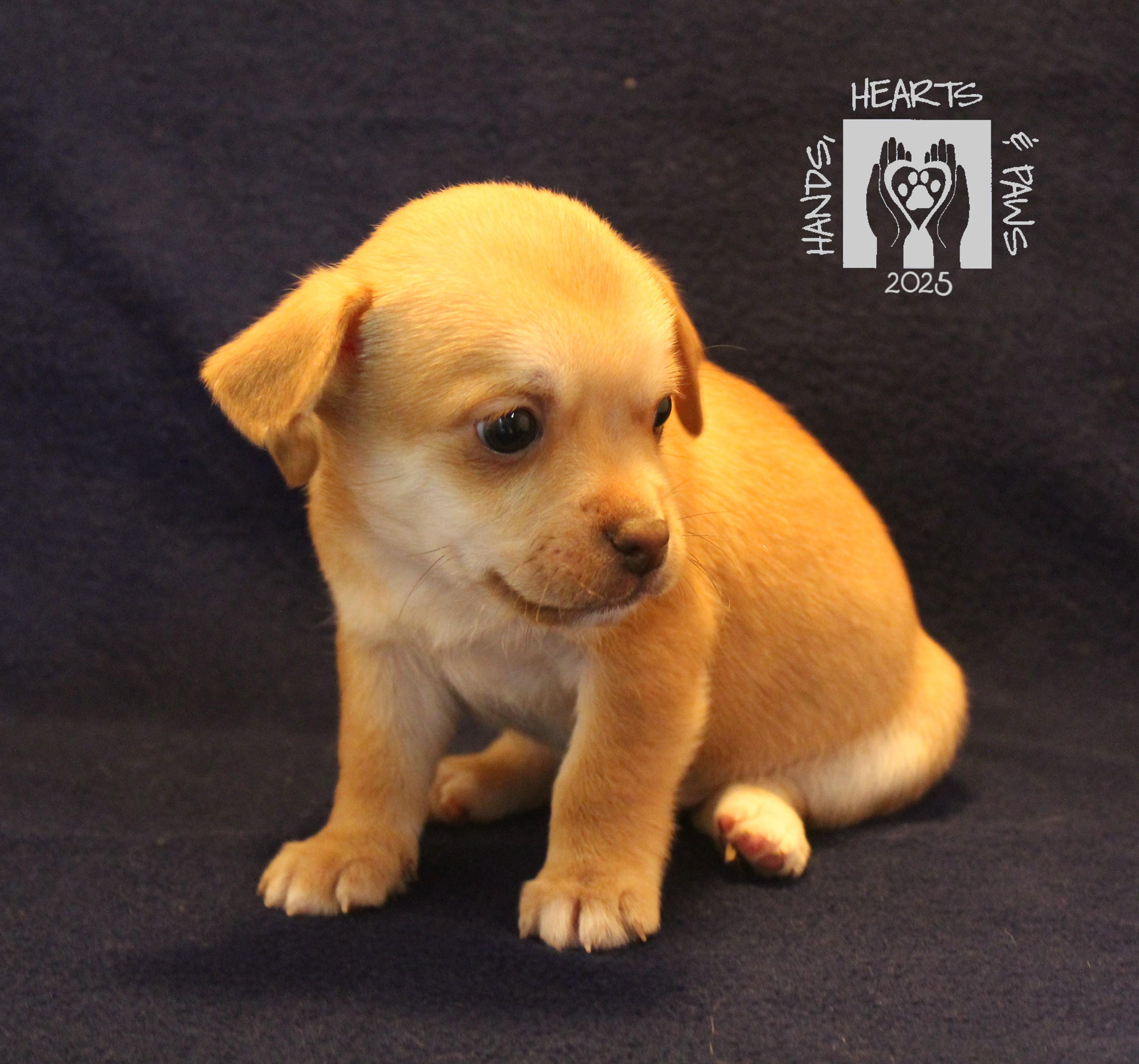 Whiz, a Adoptable mixed breed in Omaha, NE image 3/4